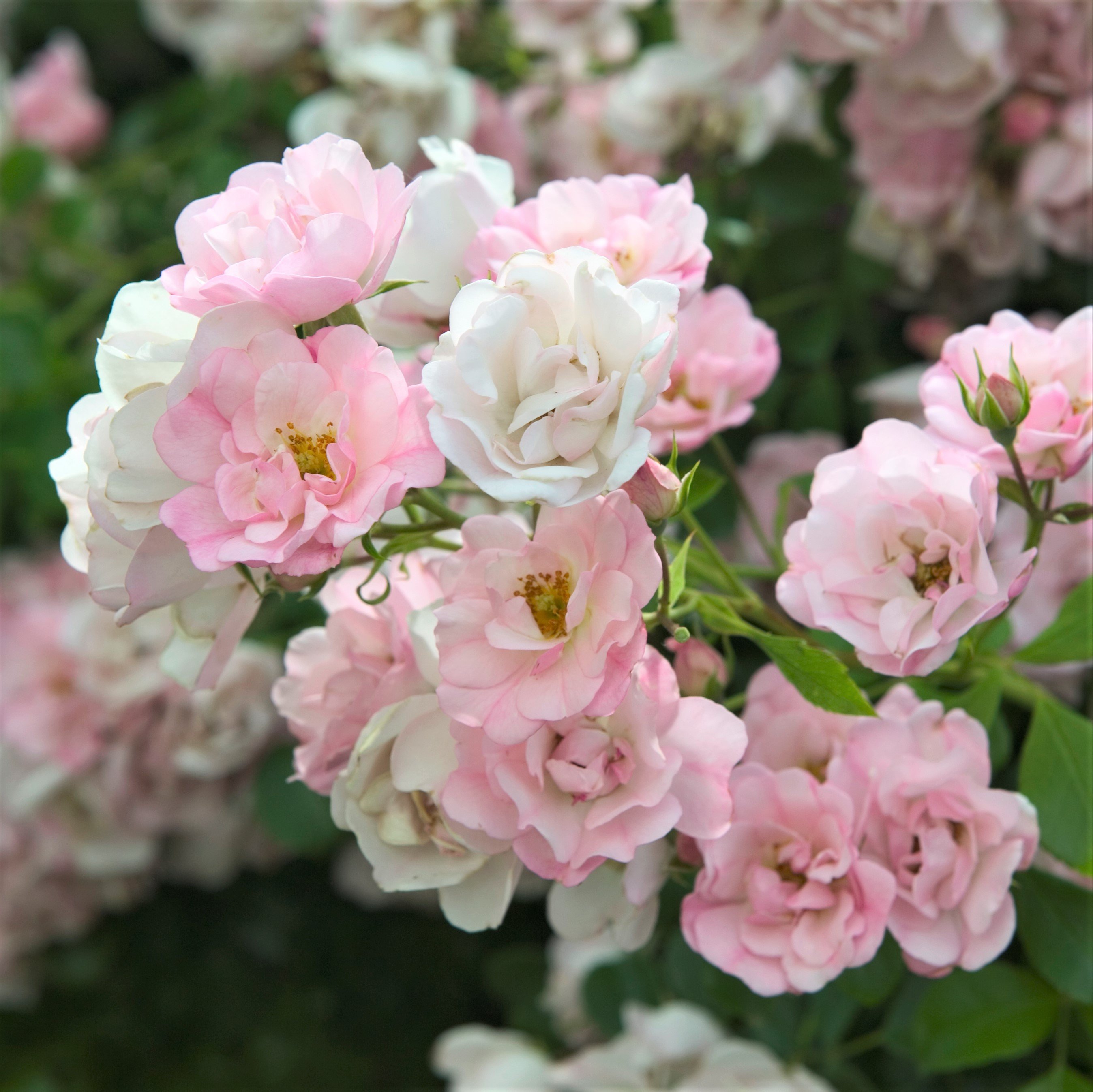 Flower Carpet Rose Appleblossom – Easy To Grow Bulbs