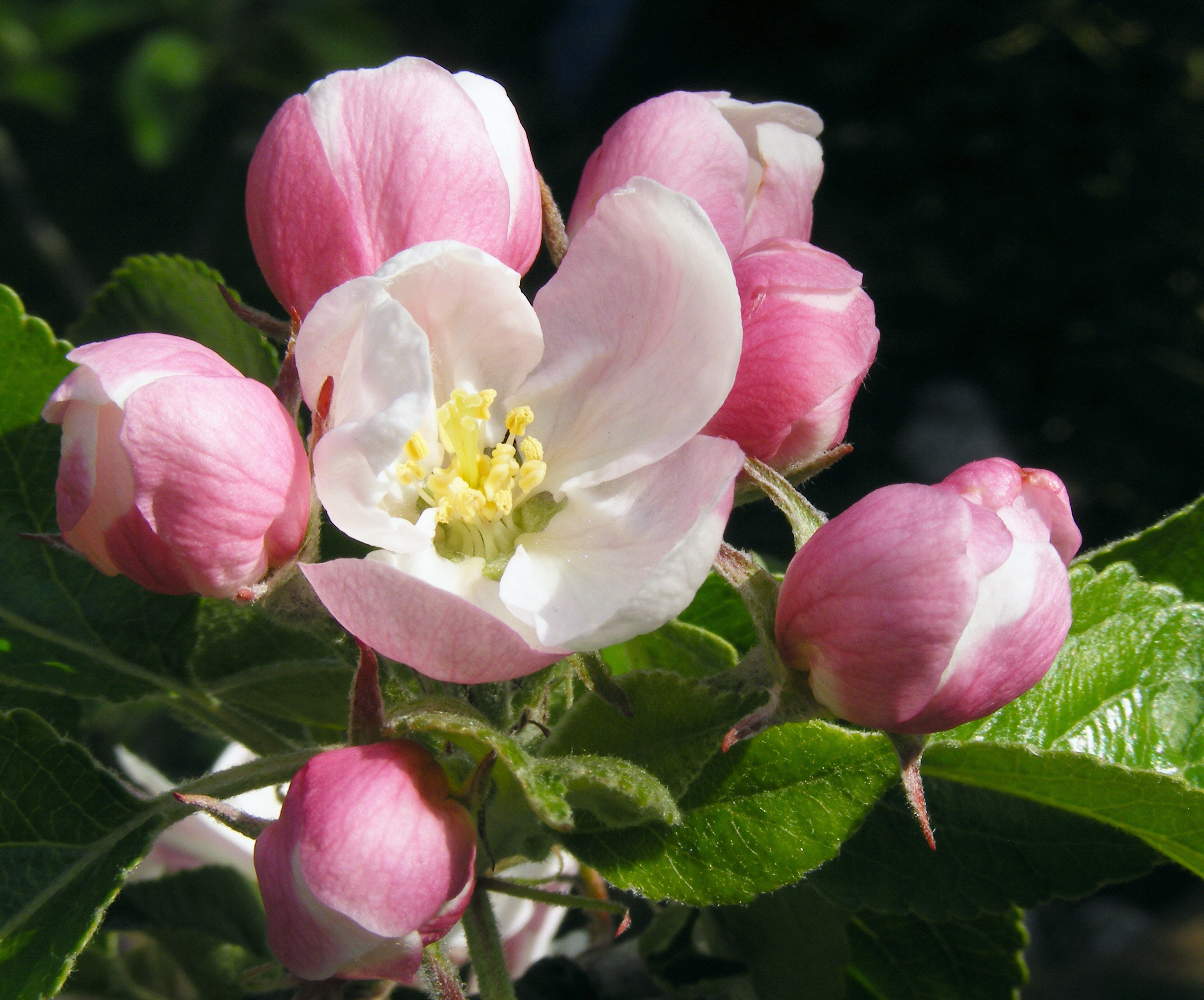 File:Apple blossom 02A.jpg - Wikimedia Commons
