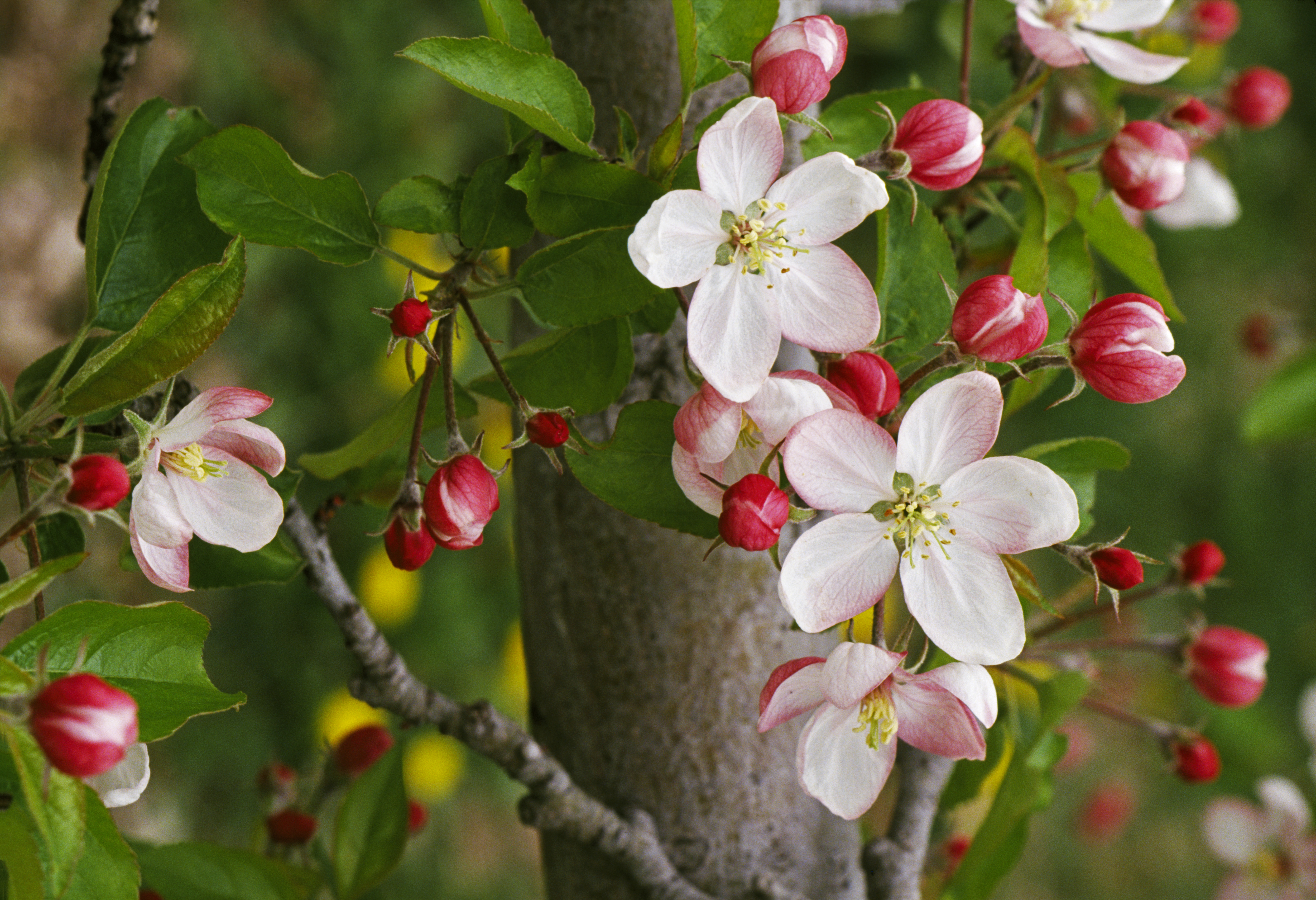 apple-blossom - Michigan Pictures - Michigan - HISTORY.com