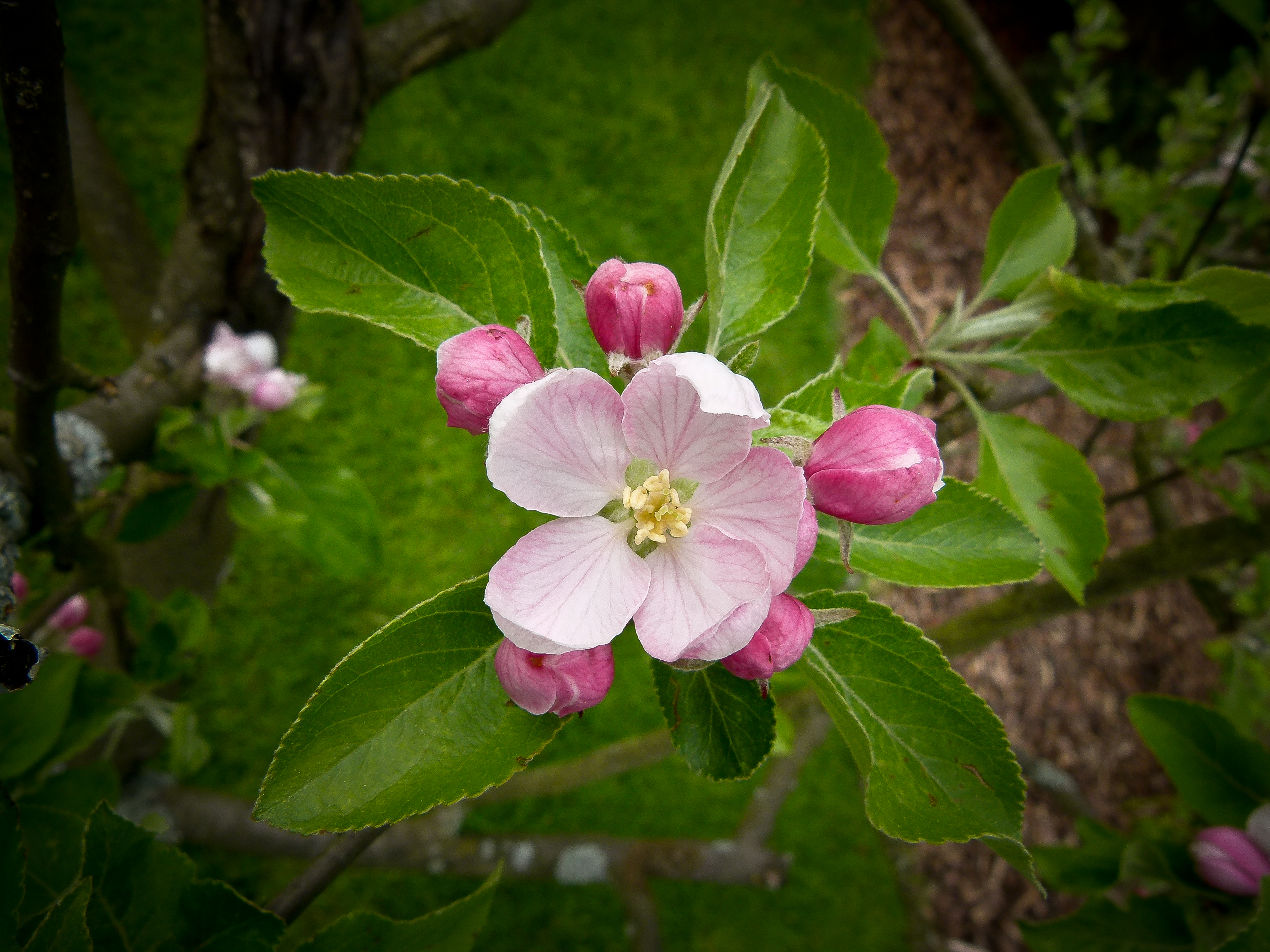 File:Apple blossom Apfelblüte 02.jpg - Wikimedia Commons