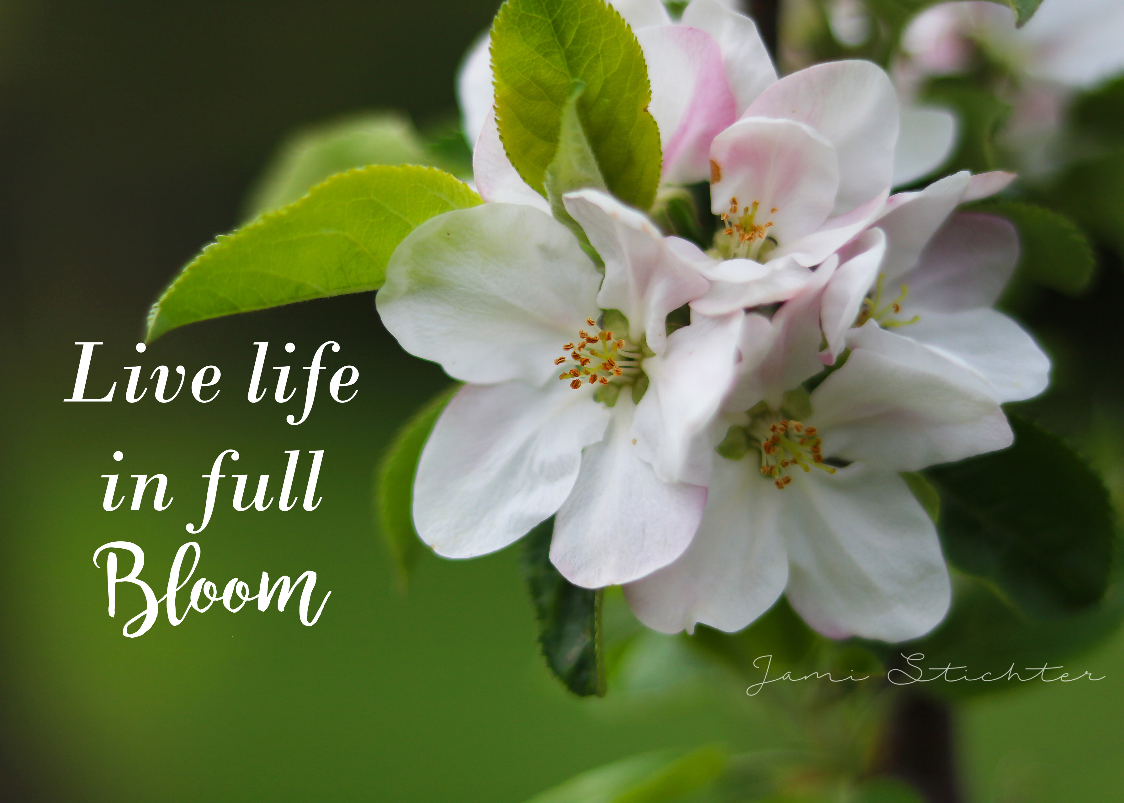 Apple Blossom Quote