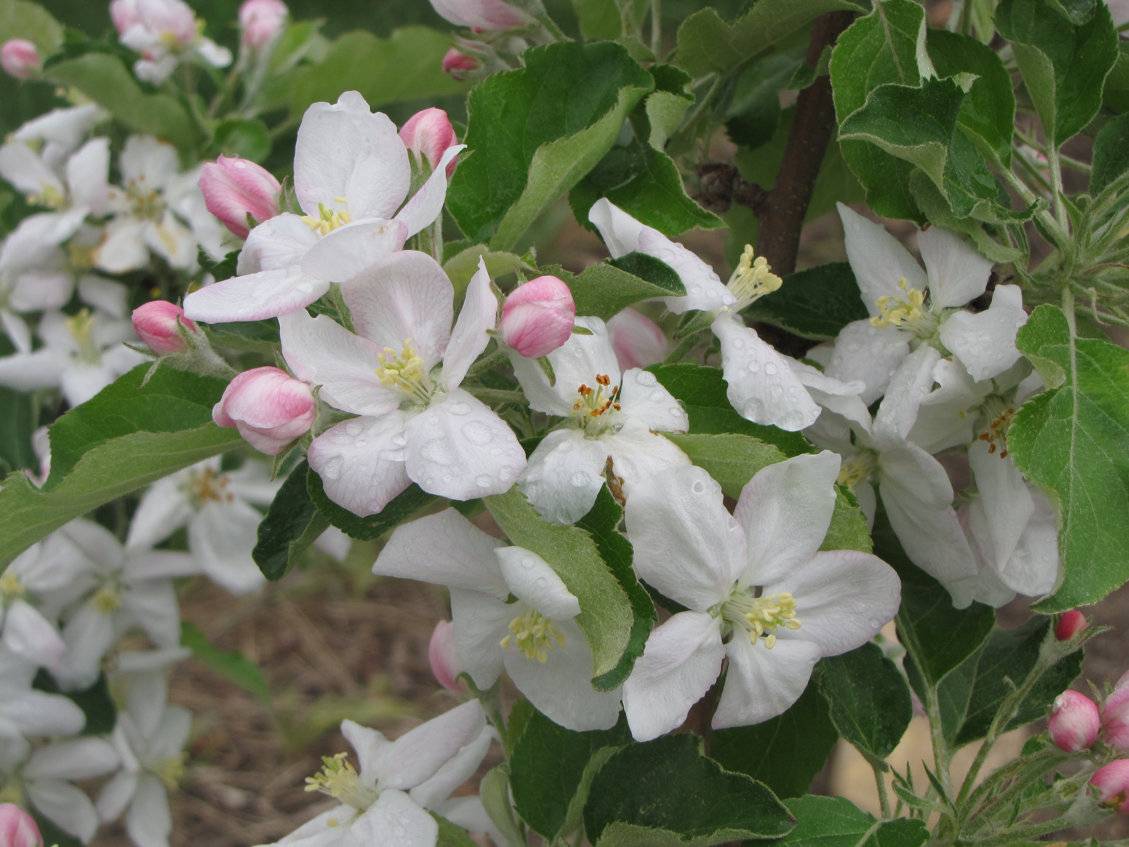apple blossoms | New England Apples