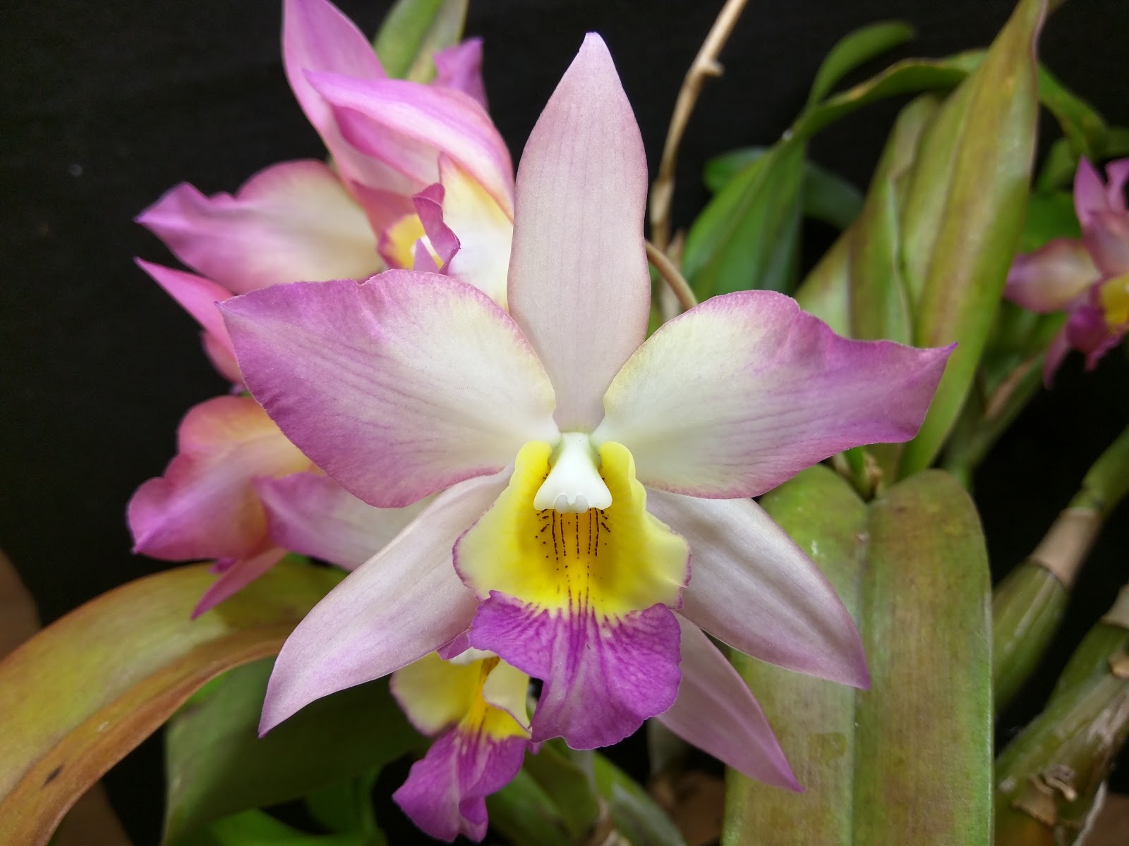 Kev's Orchids: Bloom Event - Iwanagara Apple Blossom