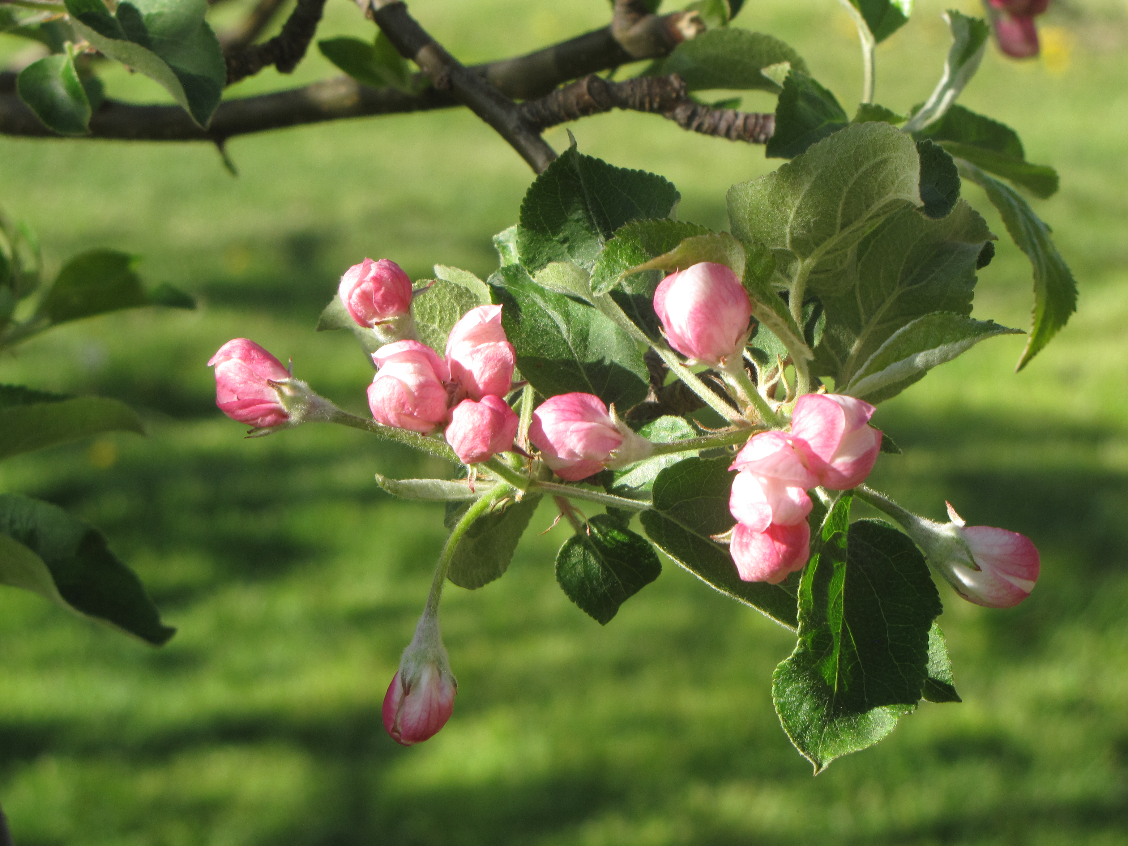 New England Apple Blossom Blizzard - New England Apples