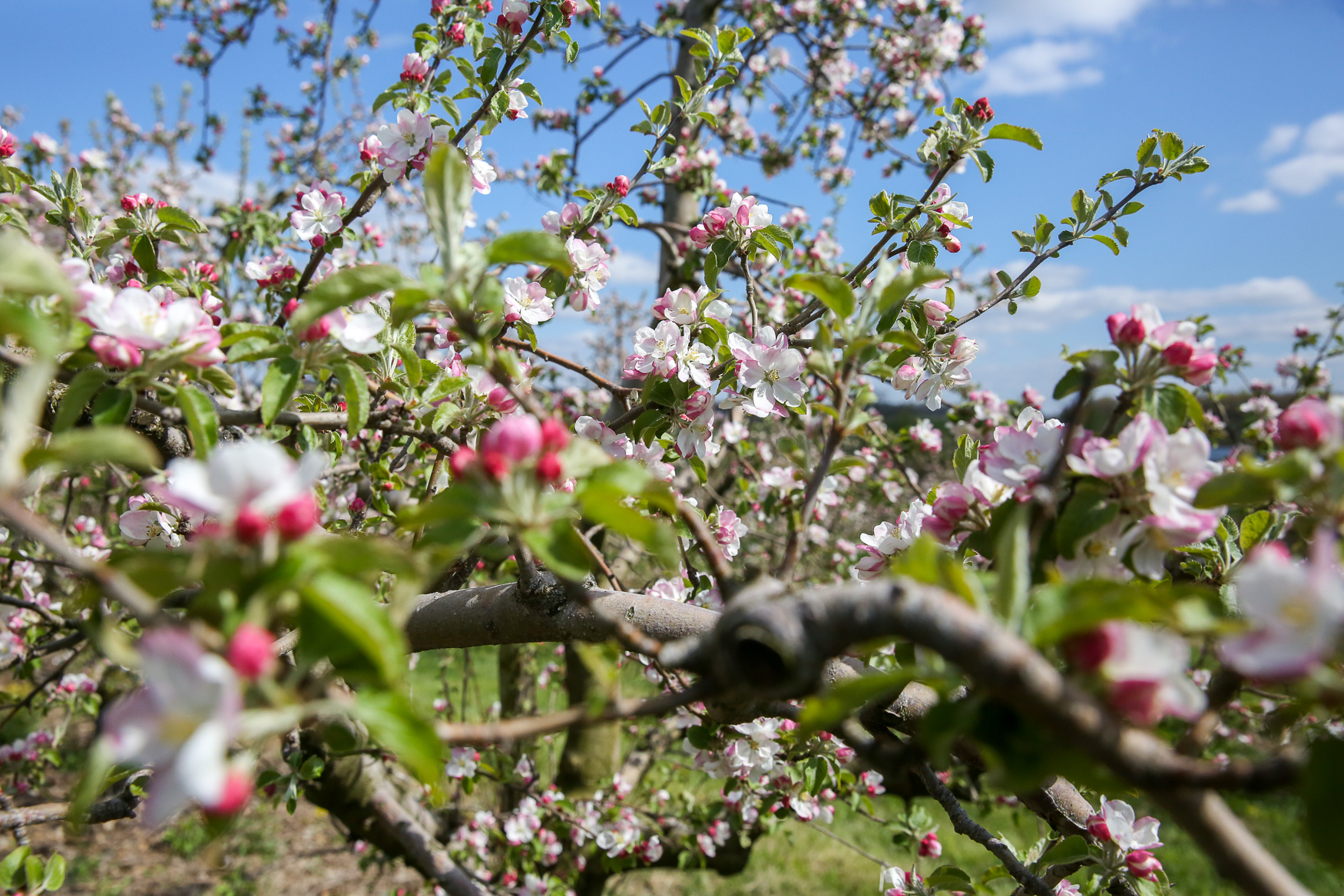 The Shenandoah Apple Blossom Festival is the best way to get your ...