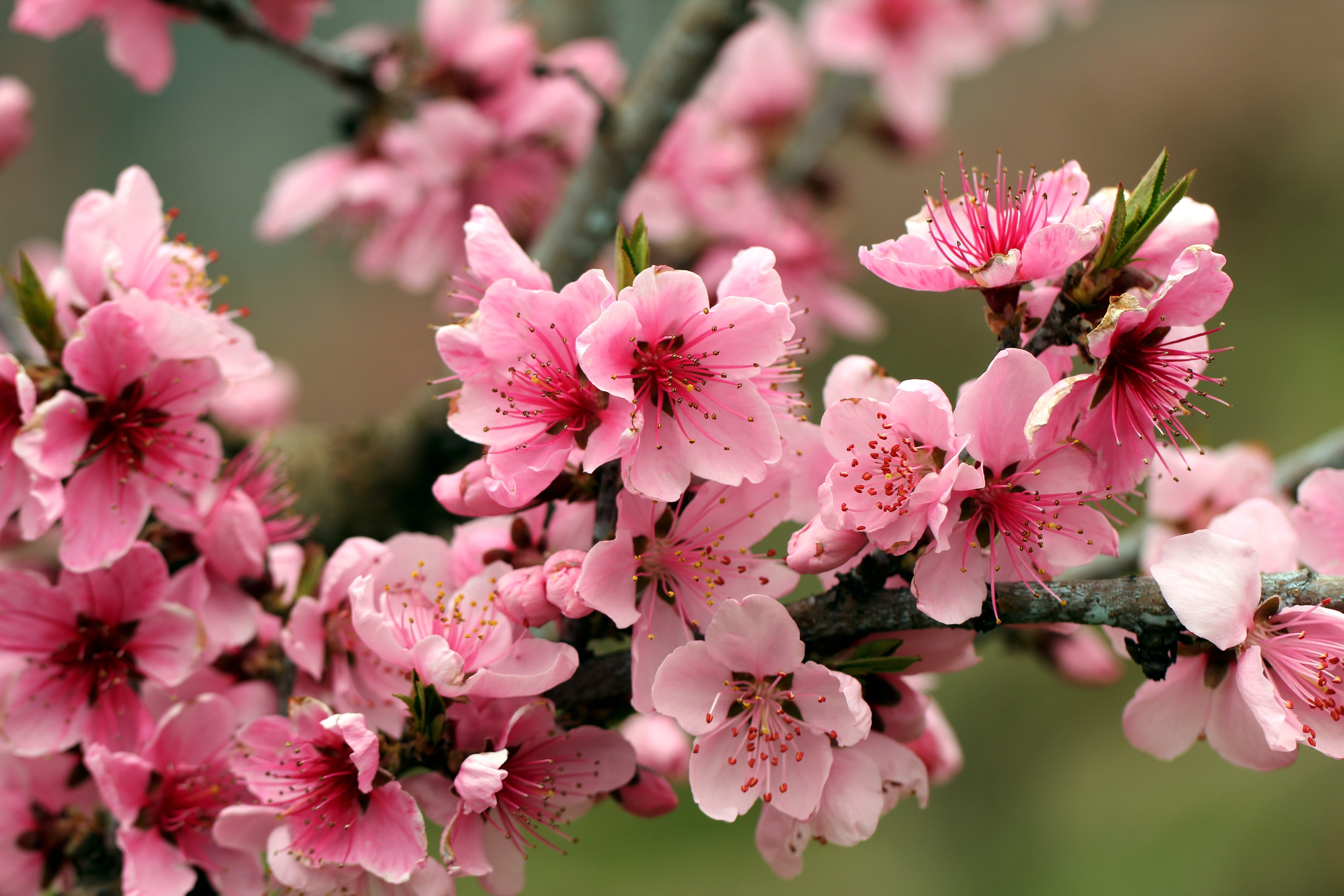 Flowers: Petals Pink Tree Tender Flowers Apple Blossoms Spring ...