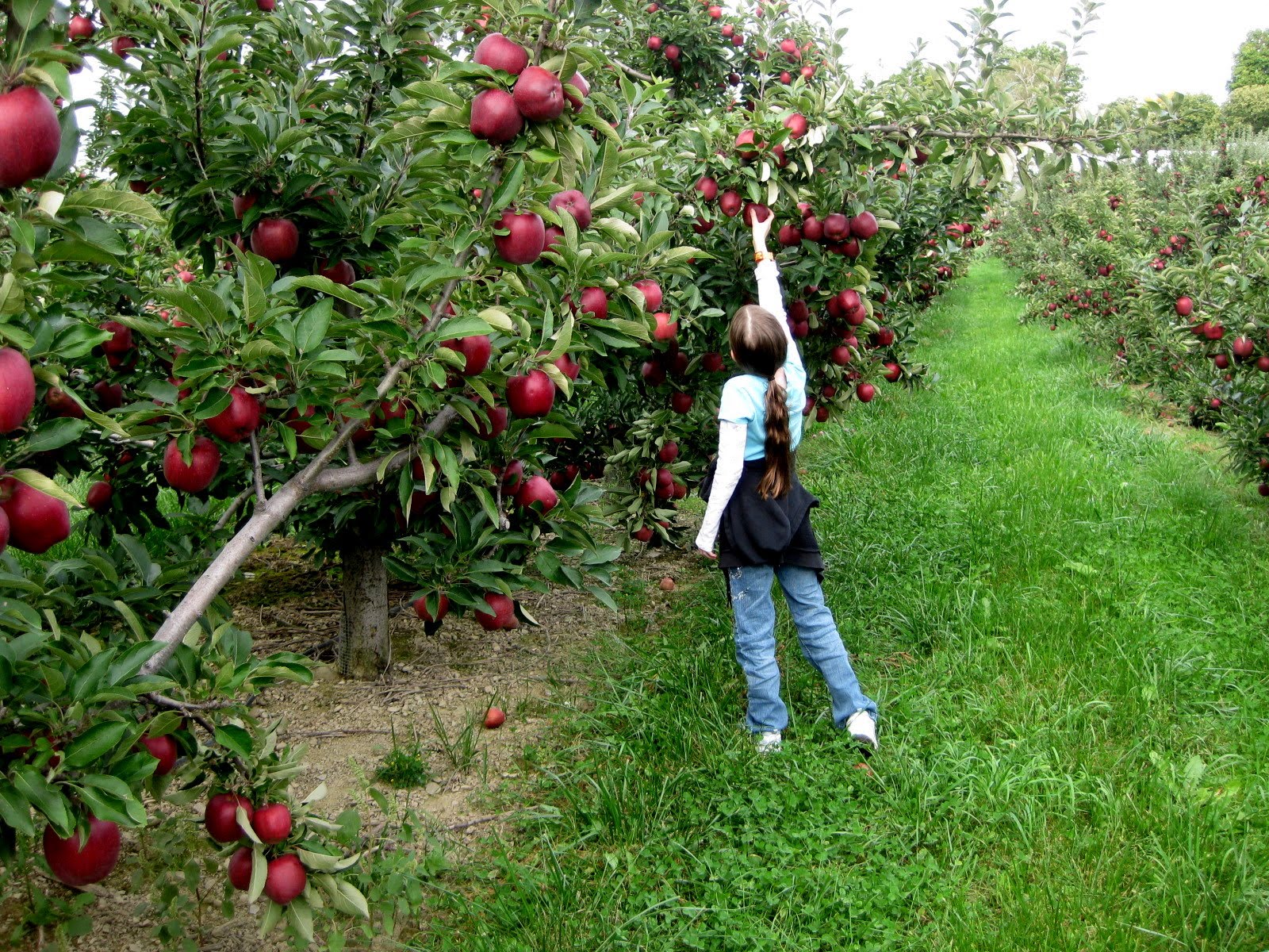 Discover Apple Picking! 9 Pick Your Own Orchards On Long Island