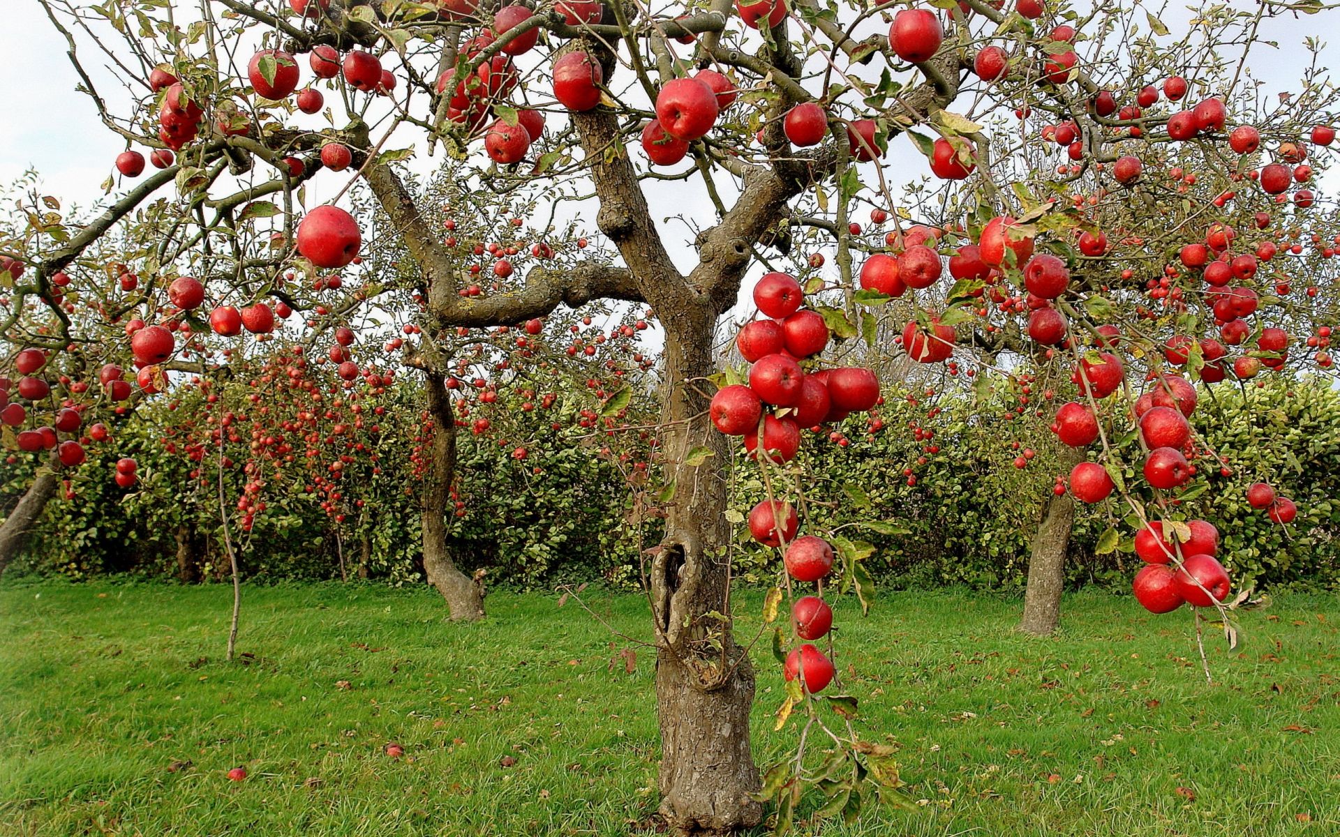Apple Tree Wallpaper | Autumn | Pinterest | Apples, Diva and Autumn