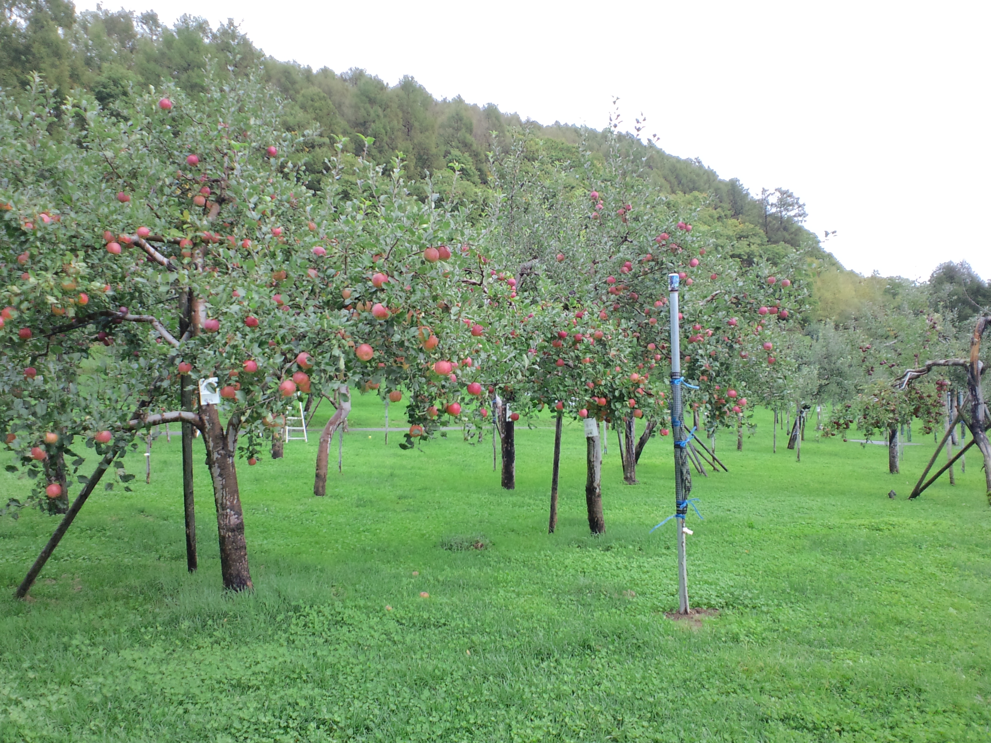 File:Furusato-Moyo tourist-orchard-Apple-Garden.JPG - Wikimedia Commons