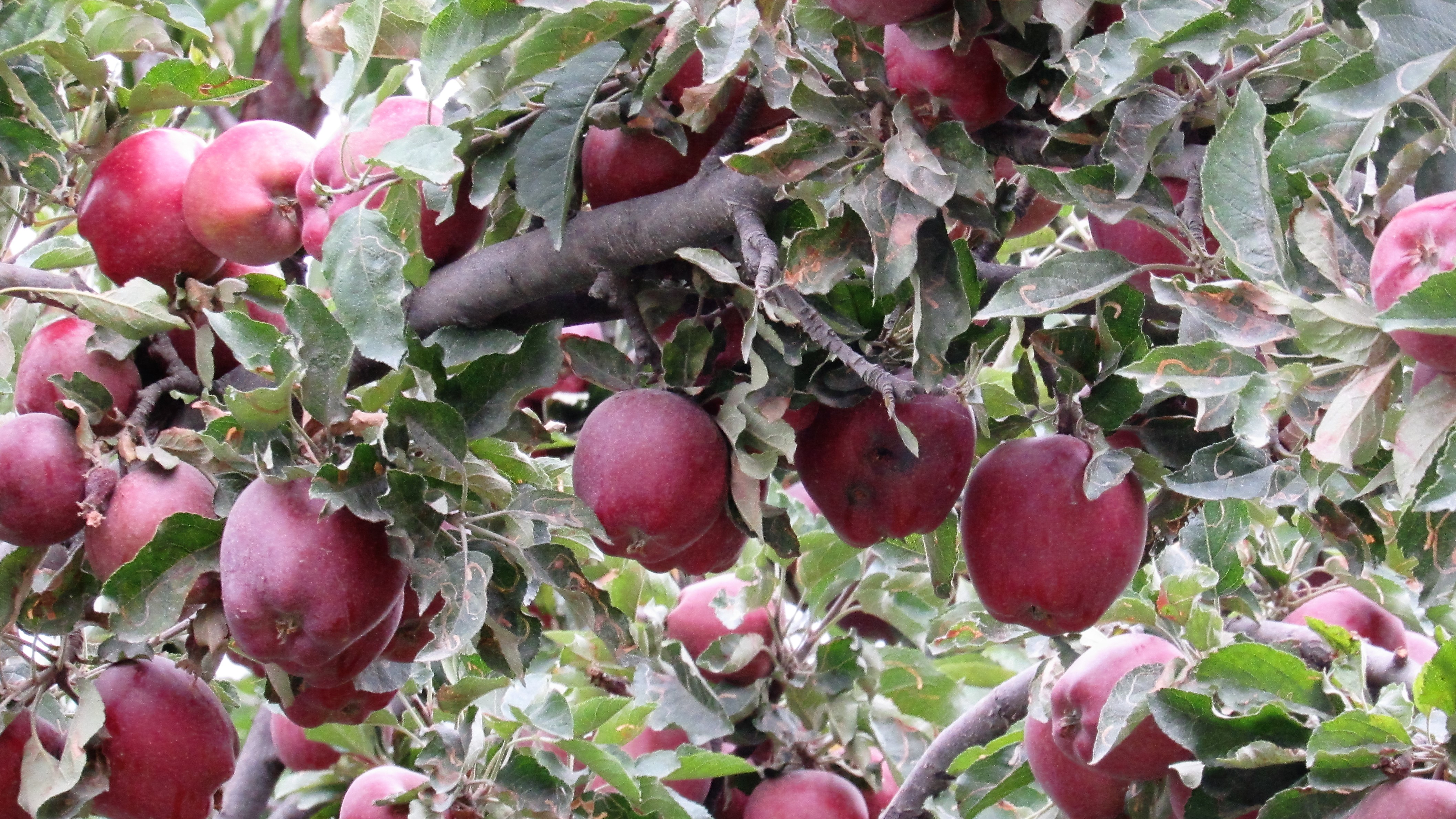 File:Apple Garden at Karimabad, Hunza.JPG - Wikimedia Commons