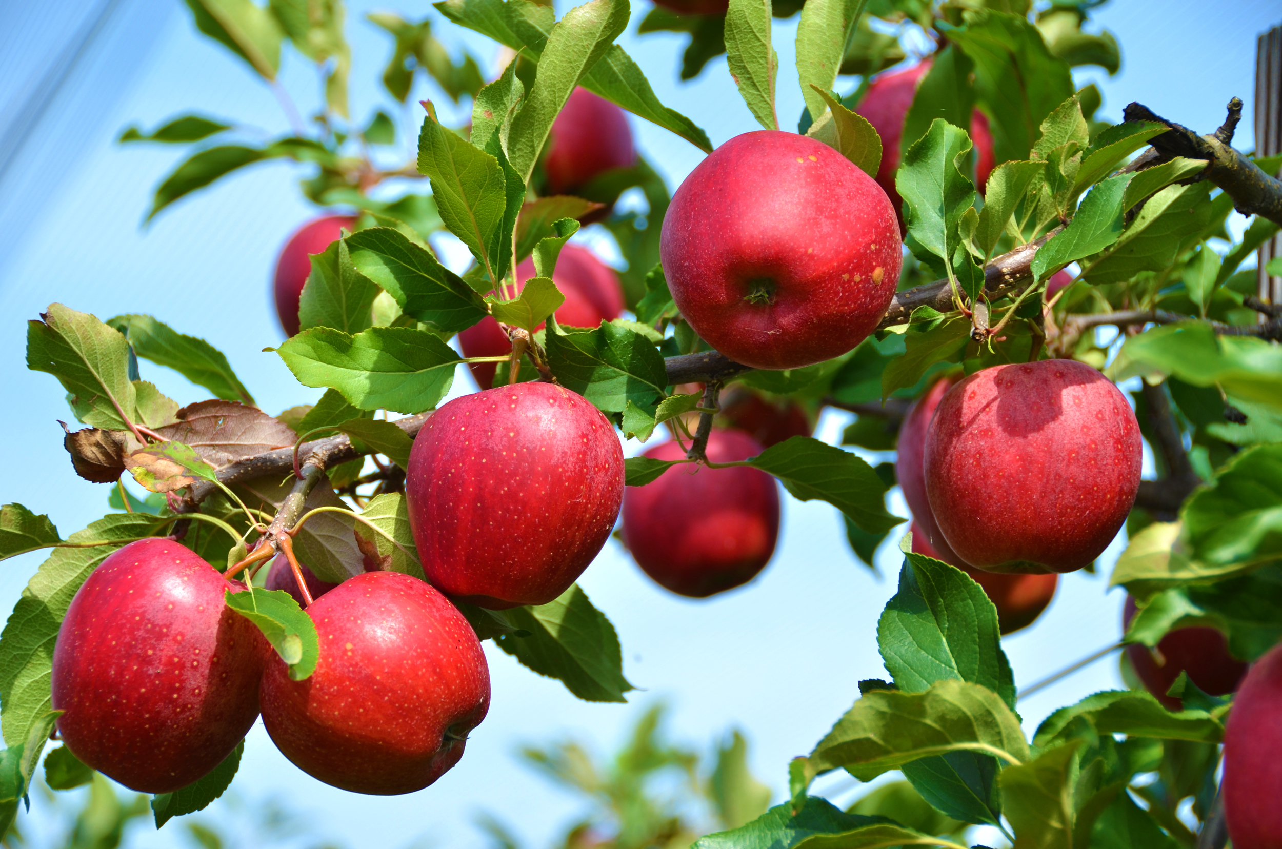 Stayman Winesap Apple Tree - Ison's Nursery & Vineyard