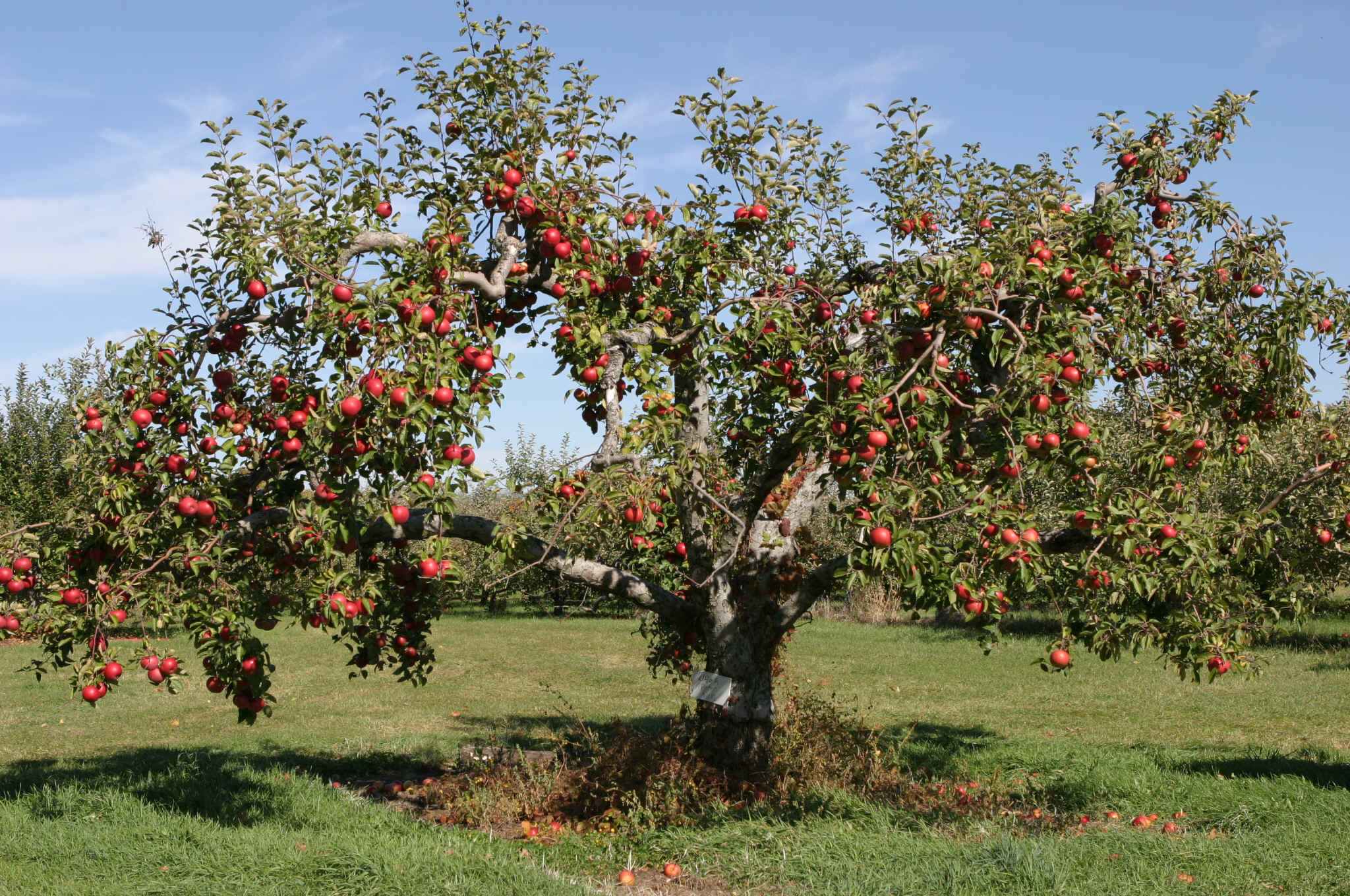 Free Photo Apple Tree Grow Tree Summer Free Download Jooinn