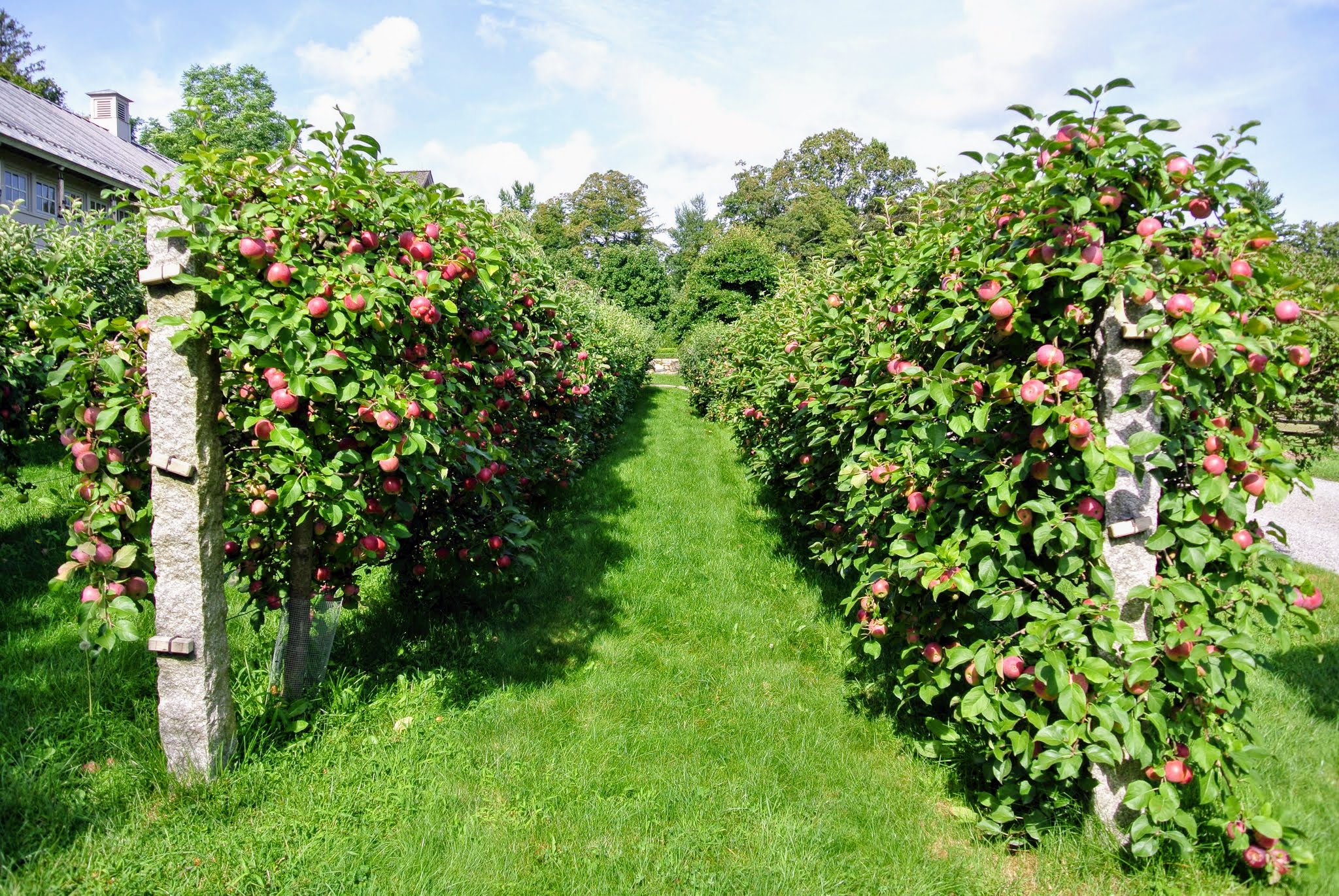 The Many Apple Trees at My Farm - The Martha Stewart Blog