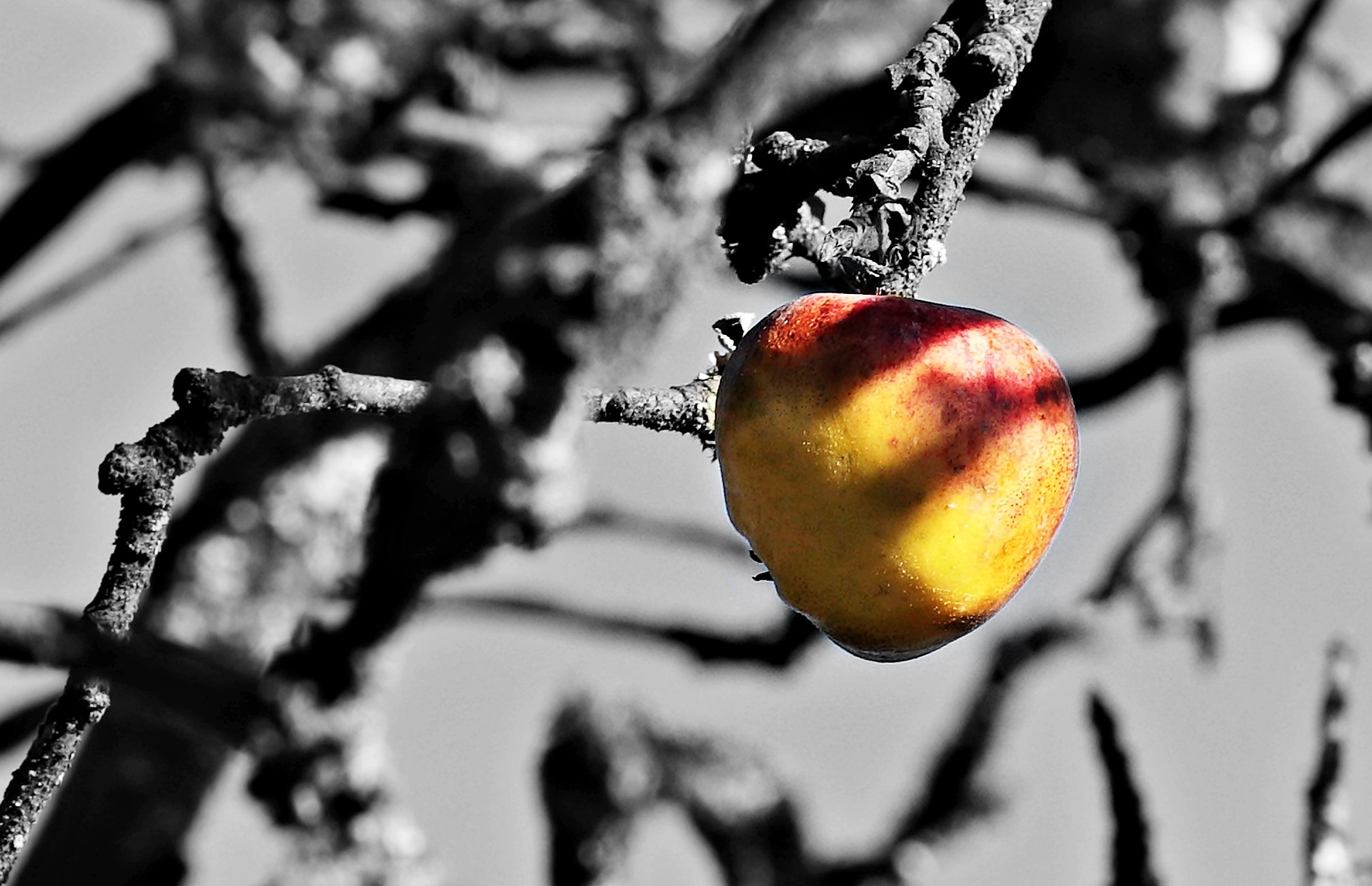 Apple tree photo
