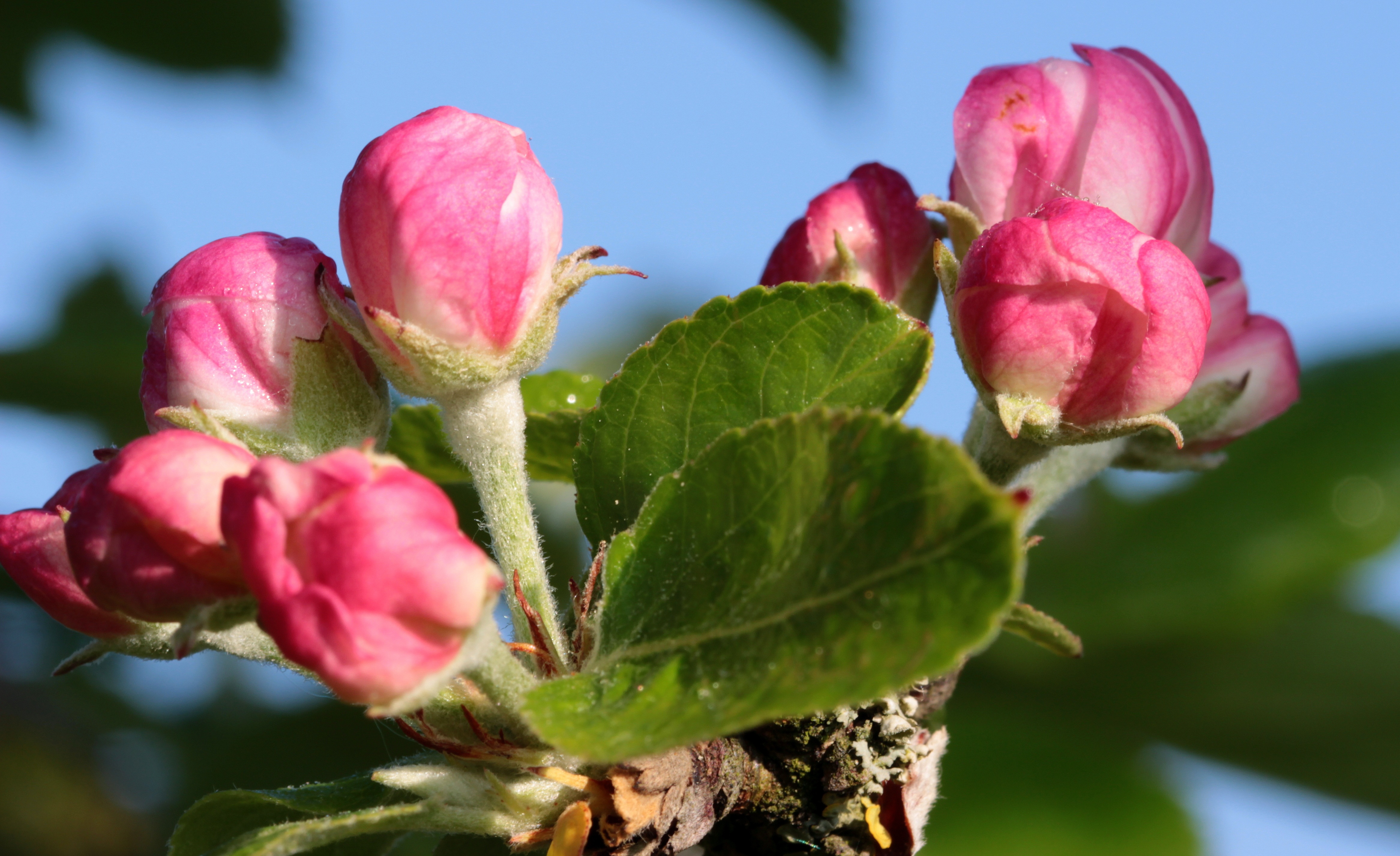 Apple tree blossom photo