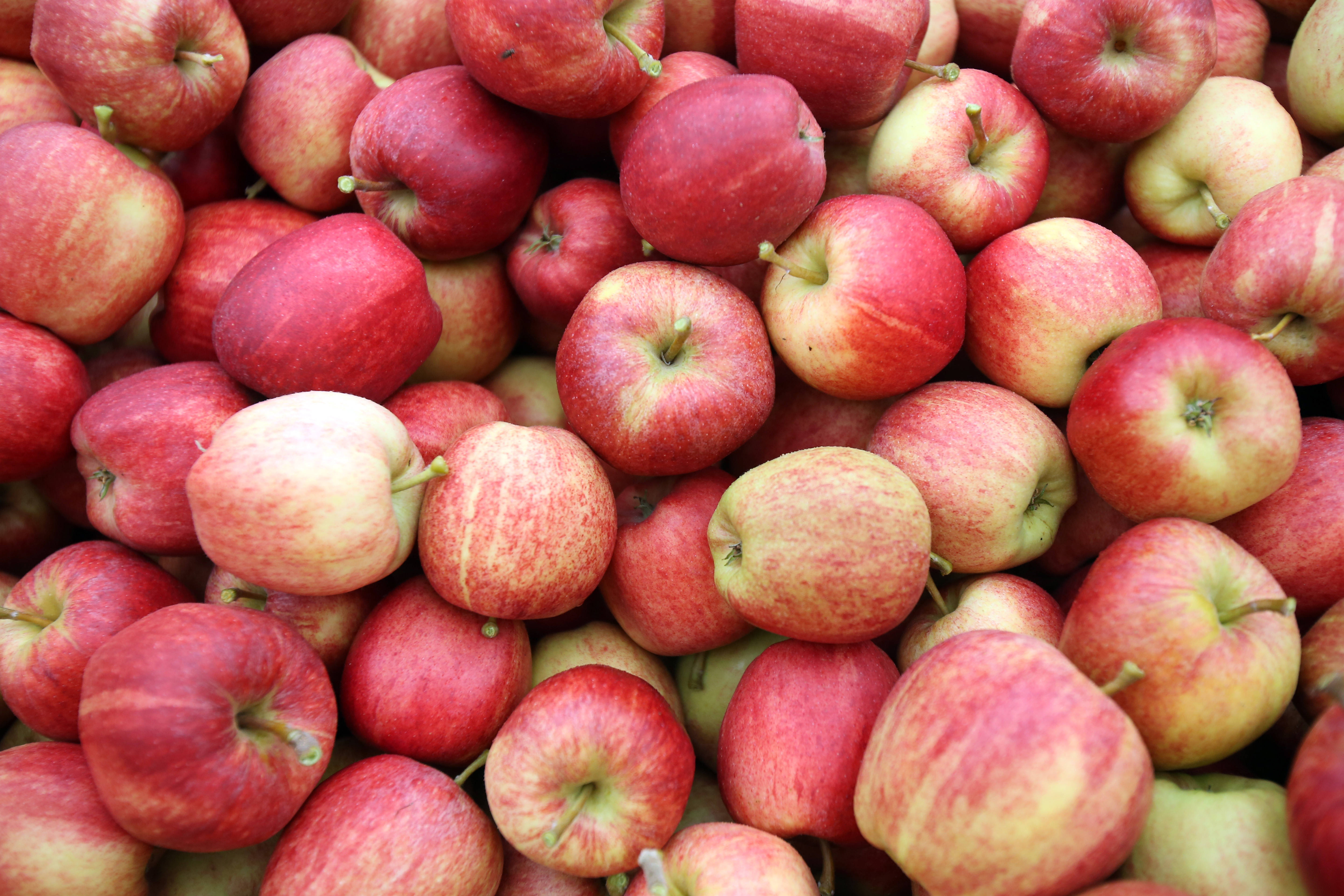 Where To Go Apple Picking in America: The 10 Best Places To Enjoy ...