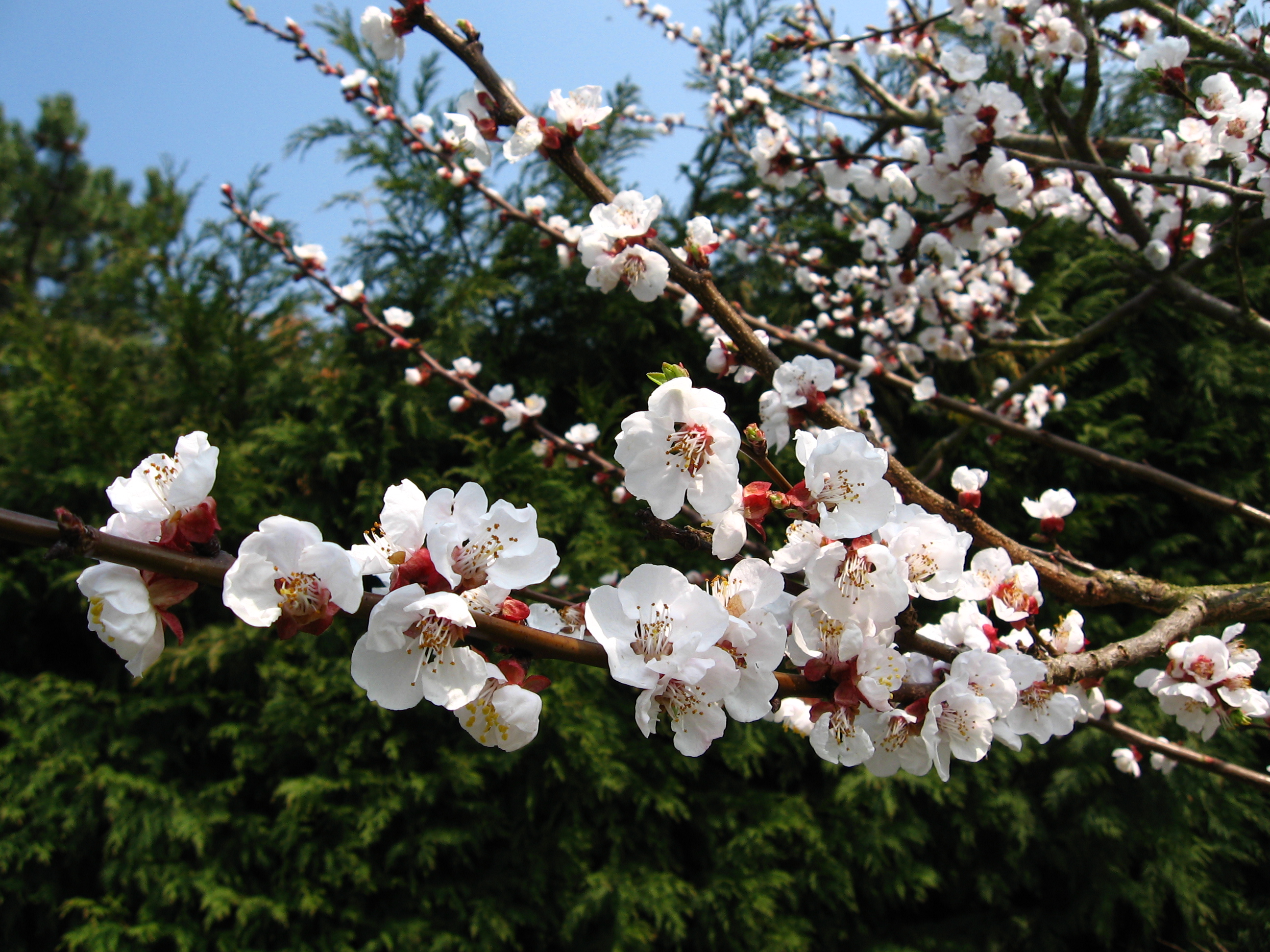 File:Apple tree flowers .jpg - Wikimedia Commons