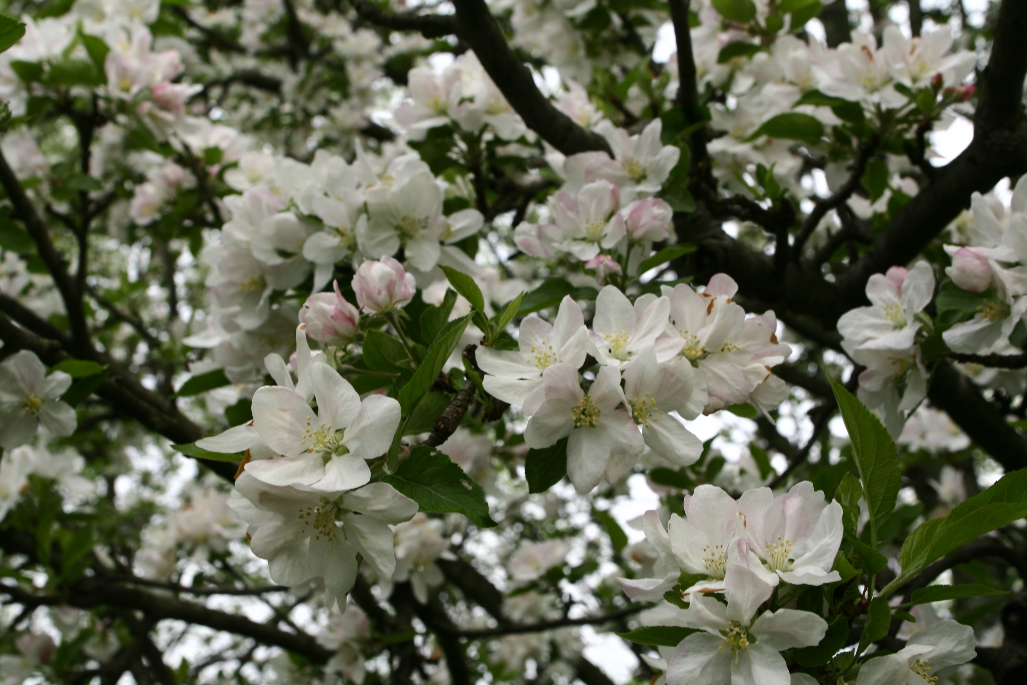 Apple Tree Flowers | Trees| Free Nature Pictures by ForestWander ...