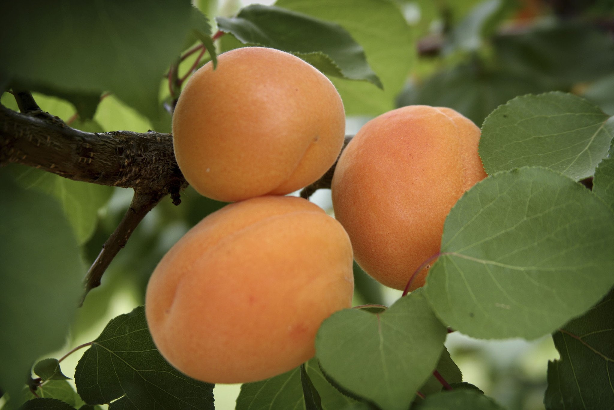 Chinese Mormon Apricots - Womack Nursery