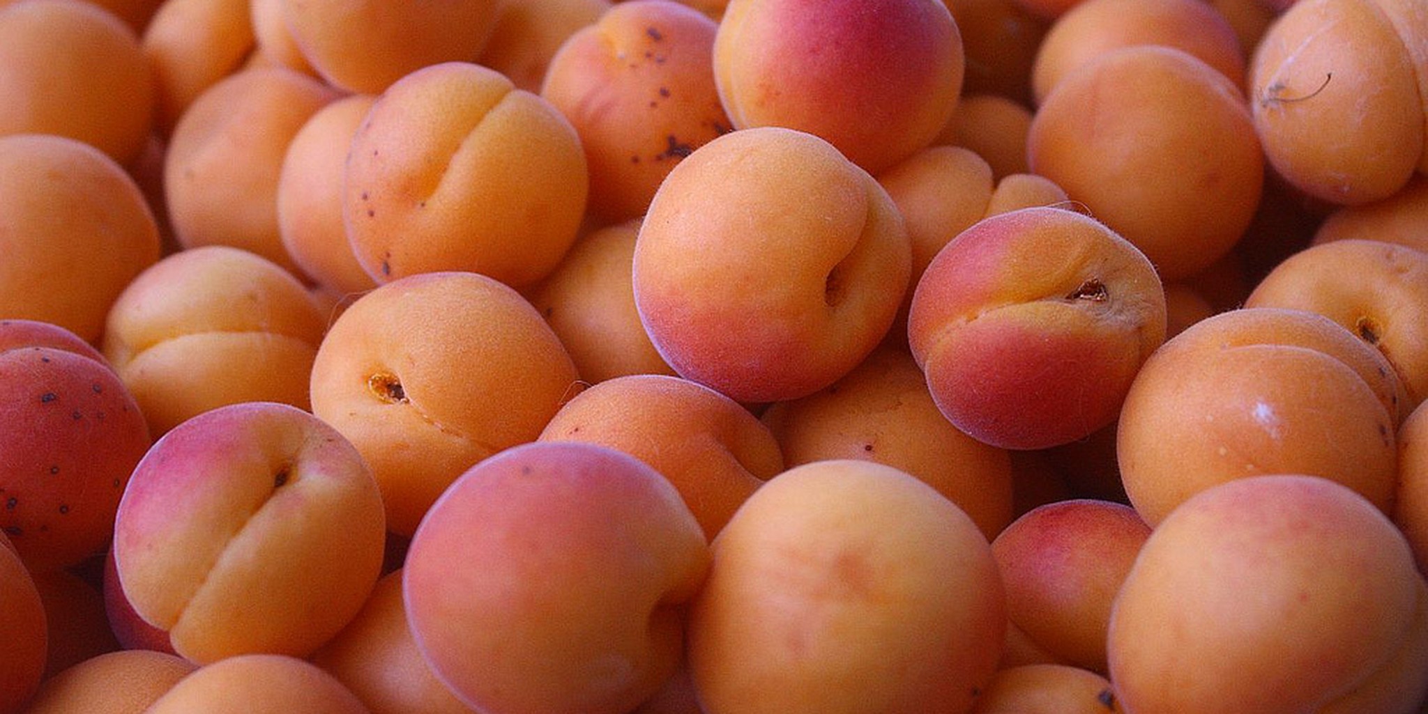 Whole Foods is trying to poison people with apricot kernels | The ...