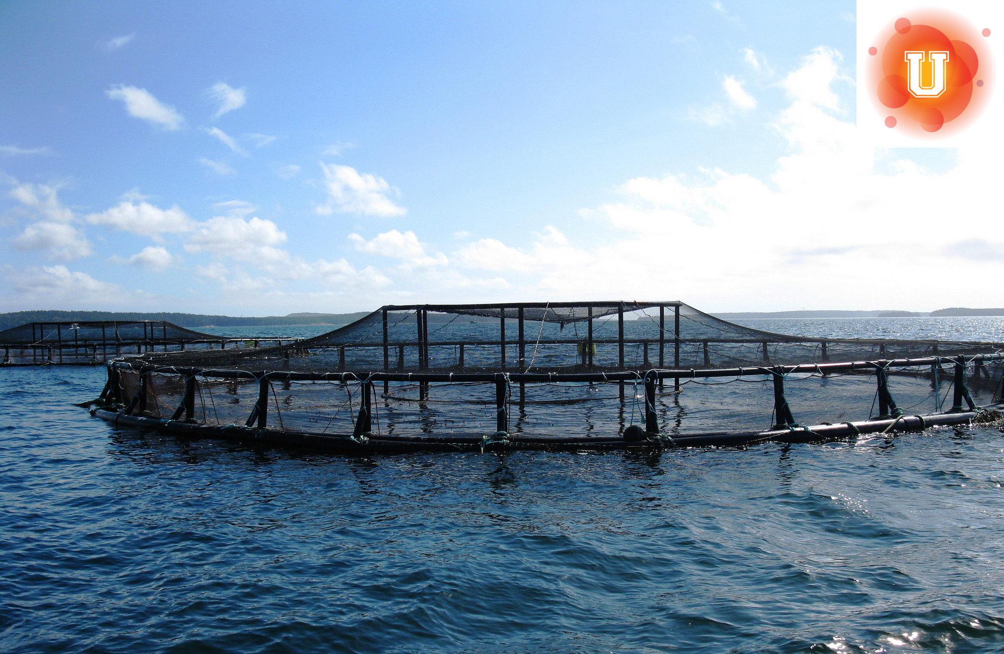 Do the Benefits of Aquaculture Outweigh Its Negative Impacts ...