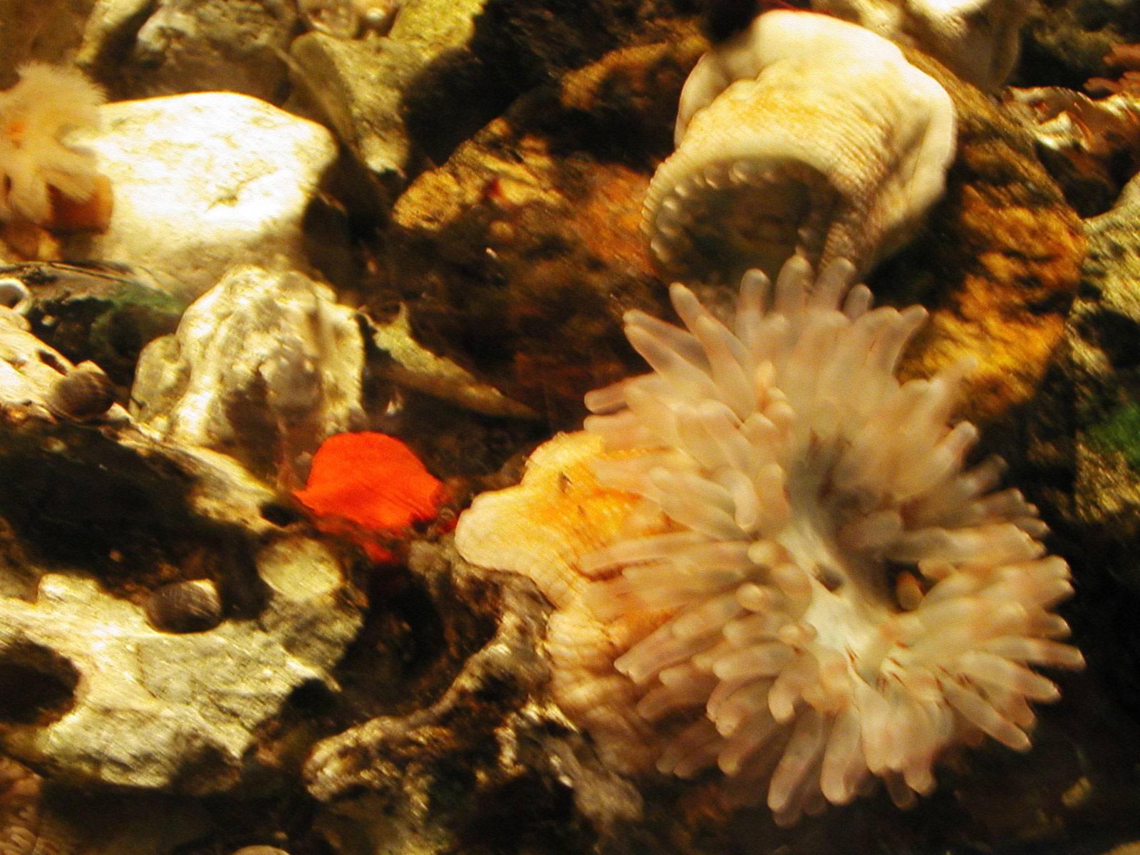 Aquarium, Colorfull, Fish, Sea, Sealife, HQ Photo