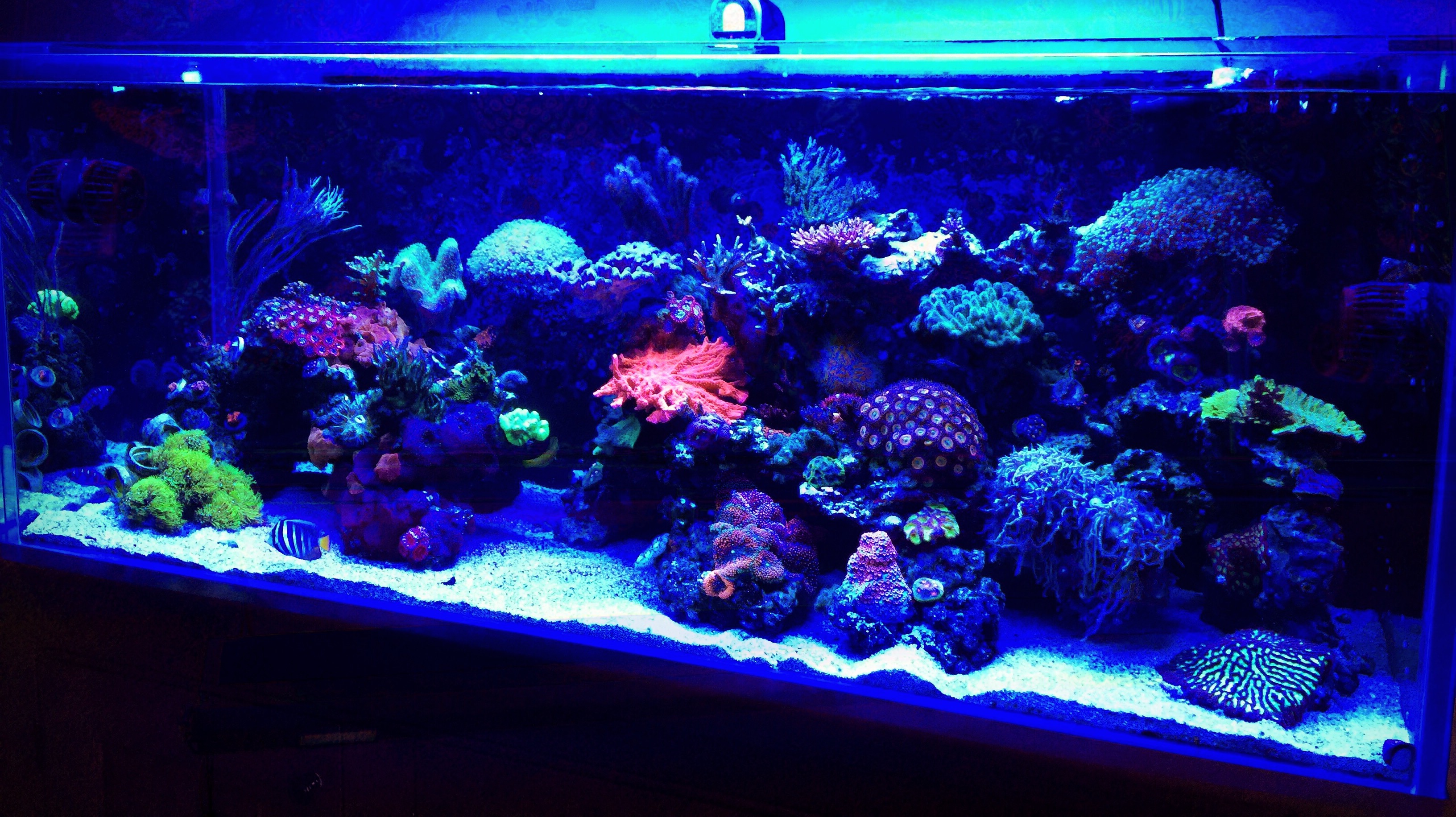 Professional Aquarium Installation NJ | Custom Fish Tank ...