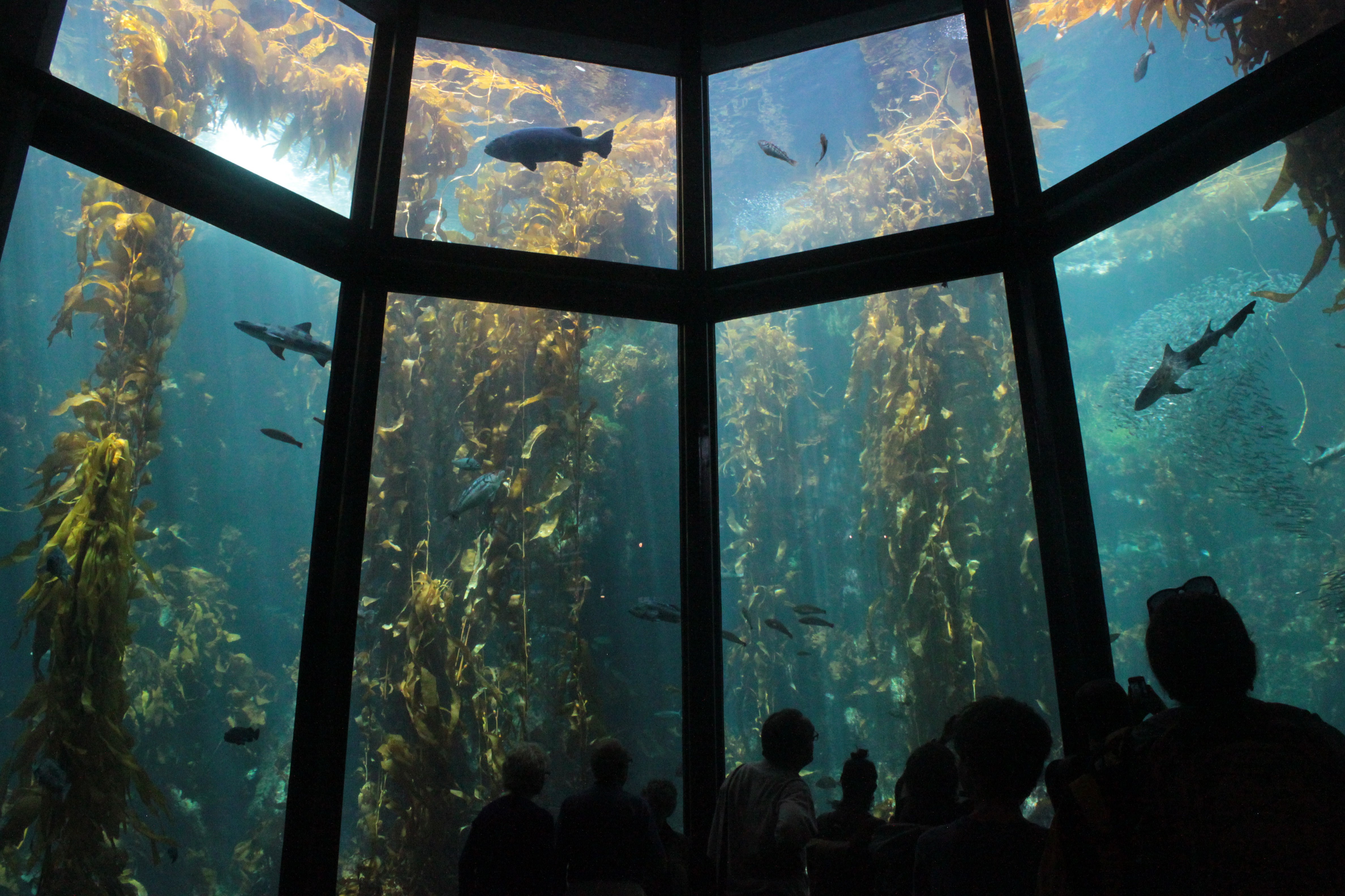 Aquarium - Wikipedia