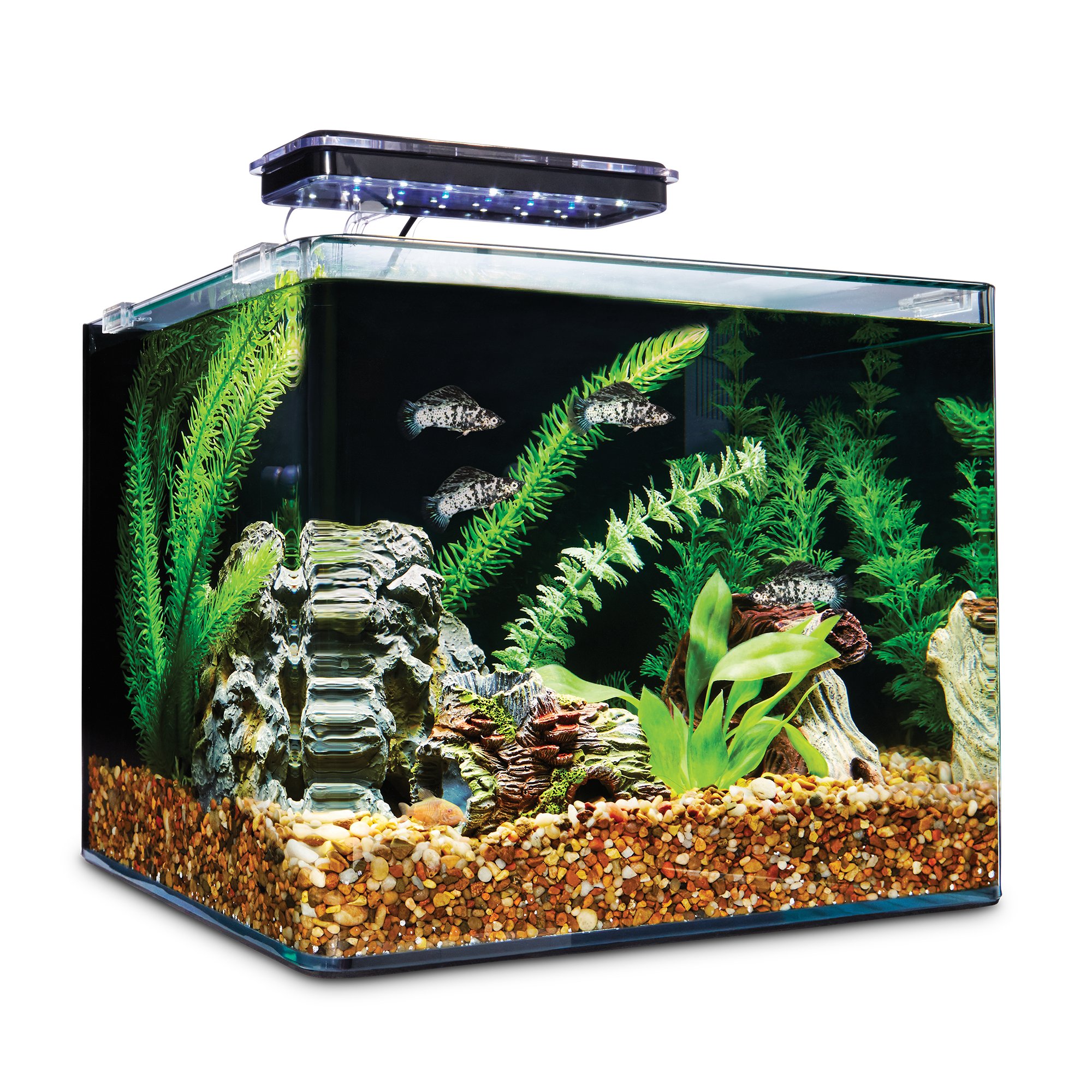 Fish Tanks: Saltwater & Freshwater Aquariums & Supplies | Petco