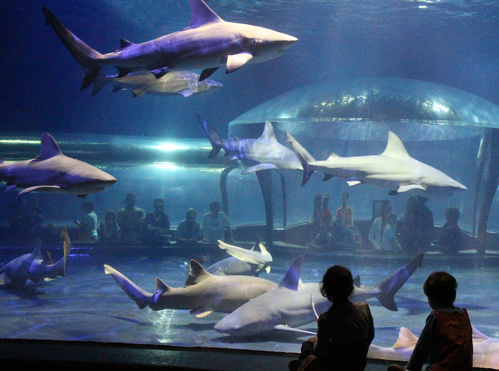 Shark aquarium photo