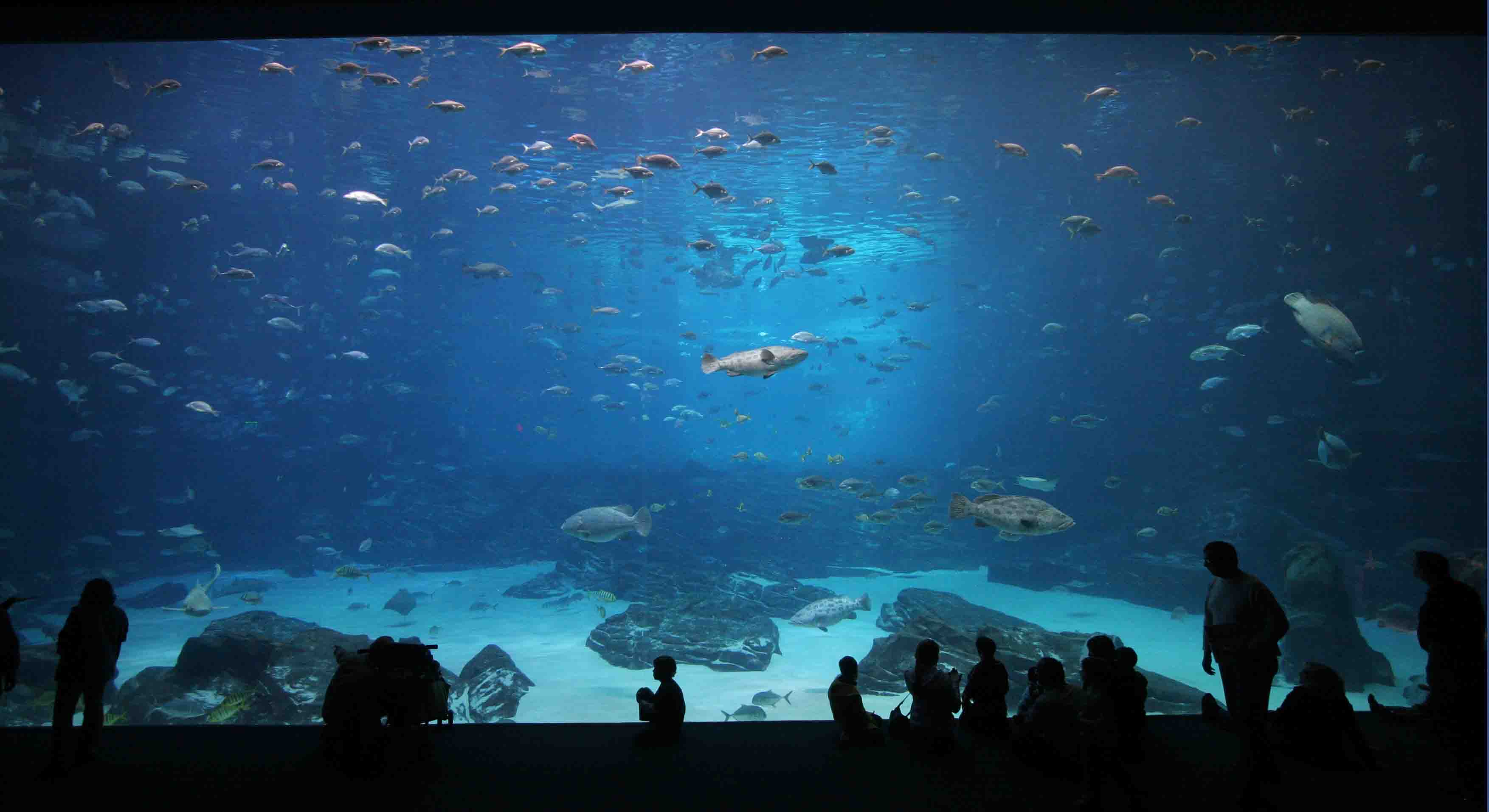Aquarium visits | Letter from Serbia
