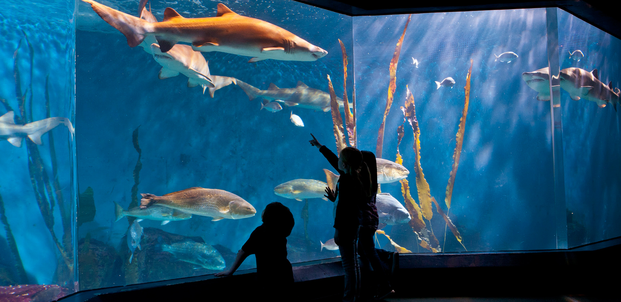The Maritime Aquarium at Norwalk | Visit CT