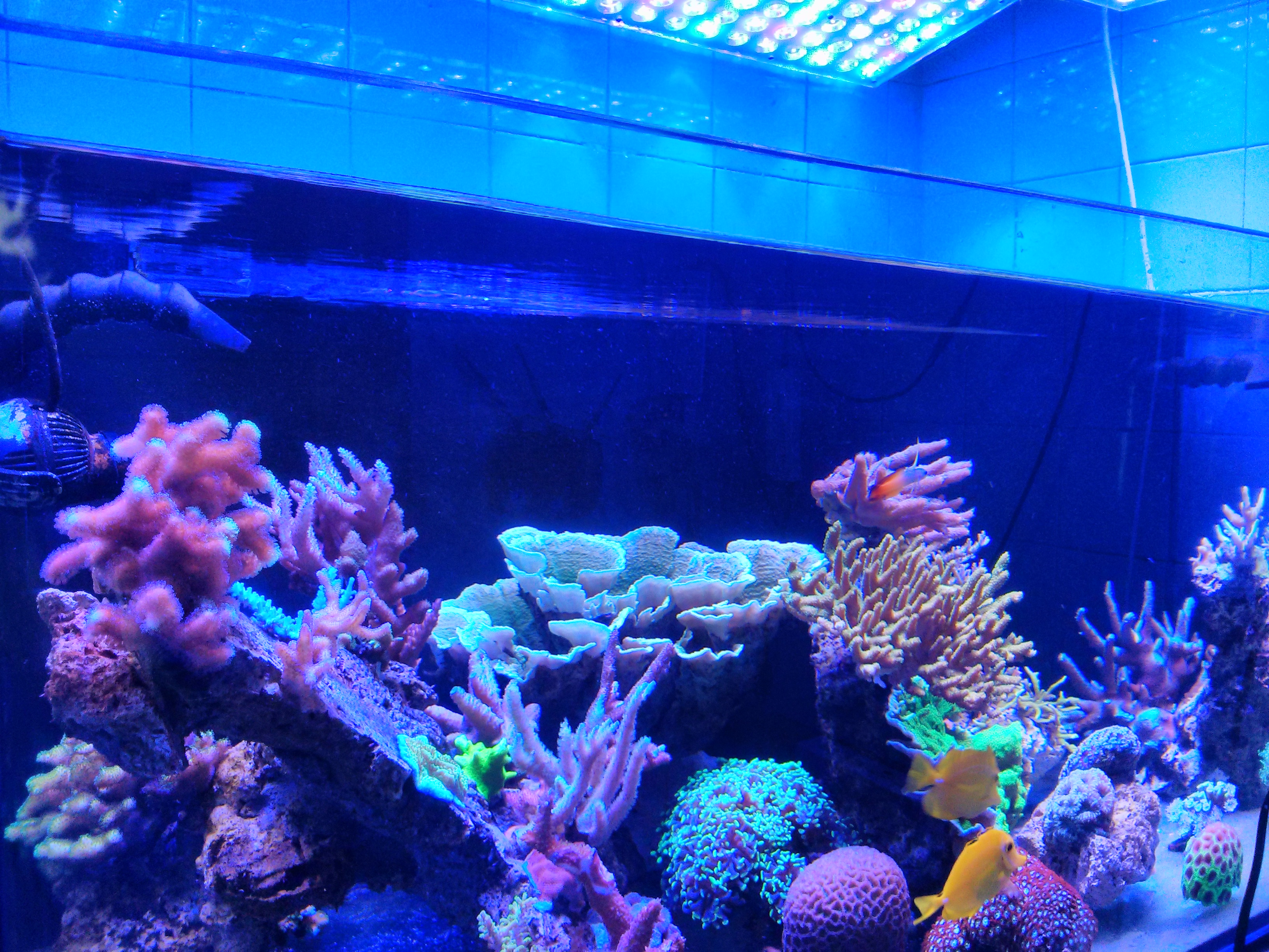 PAR-Aquarium LED lighting • Orphek Aquarium LED Lighting