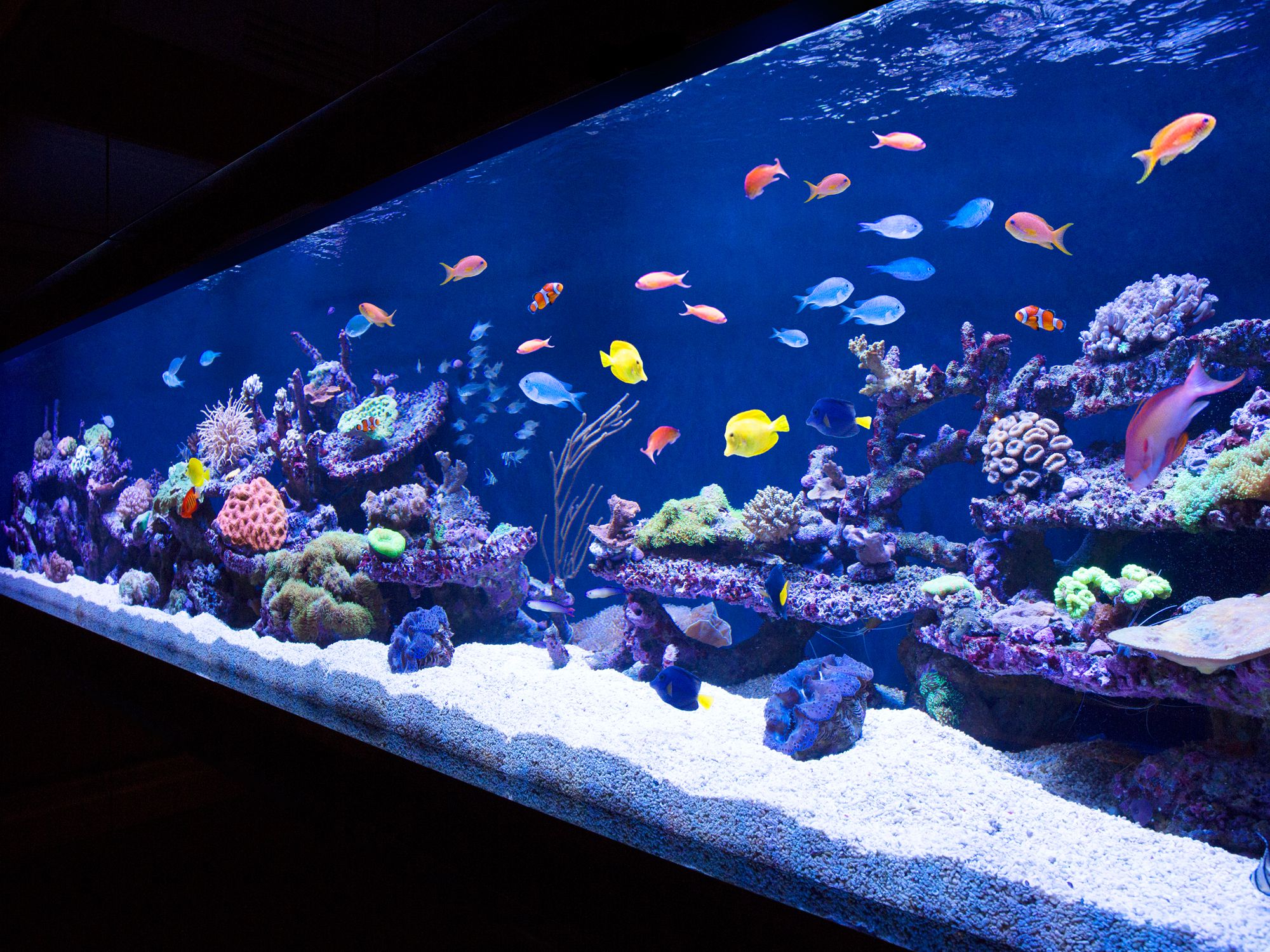 10 Of The World's Coolest Aquariums