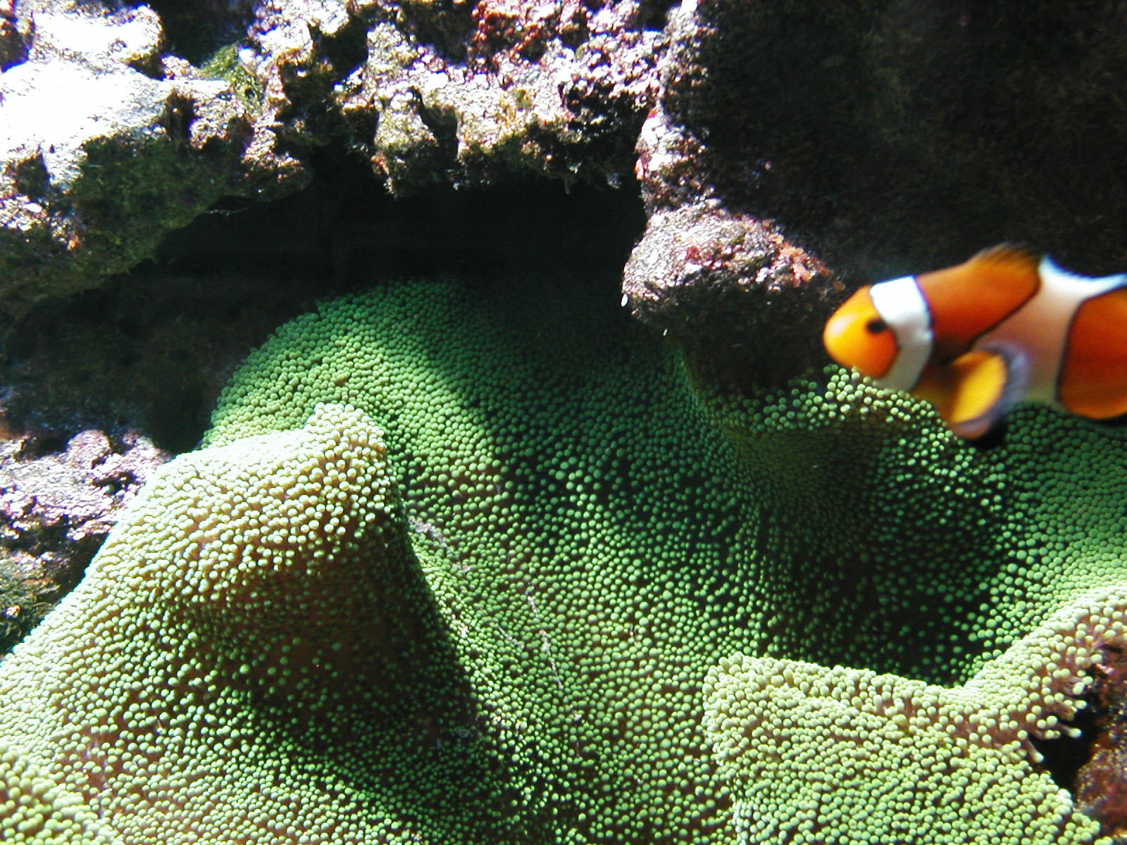 Aquarium, Colorfull, Fish, Nemo, Orange, HQ Photo