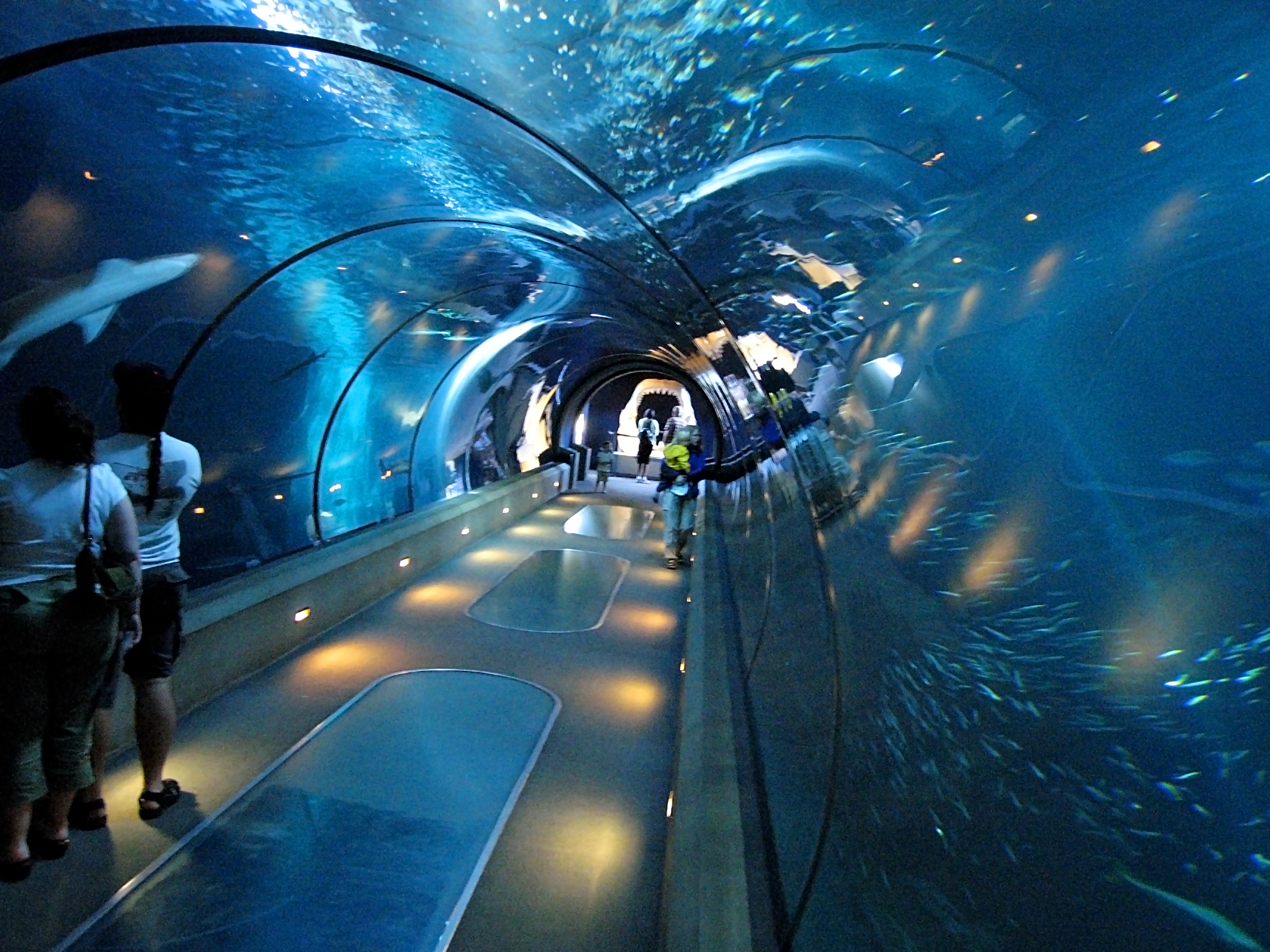 File:Aquarium tunnel.jpg - Wikimedia Commons