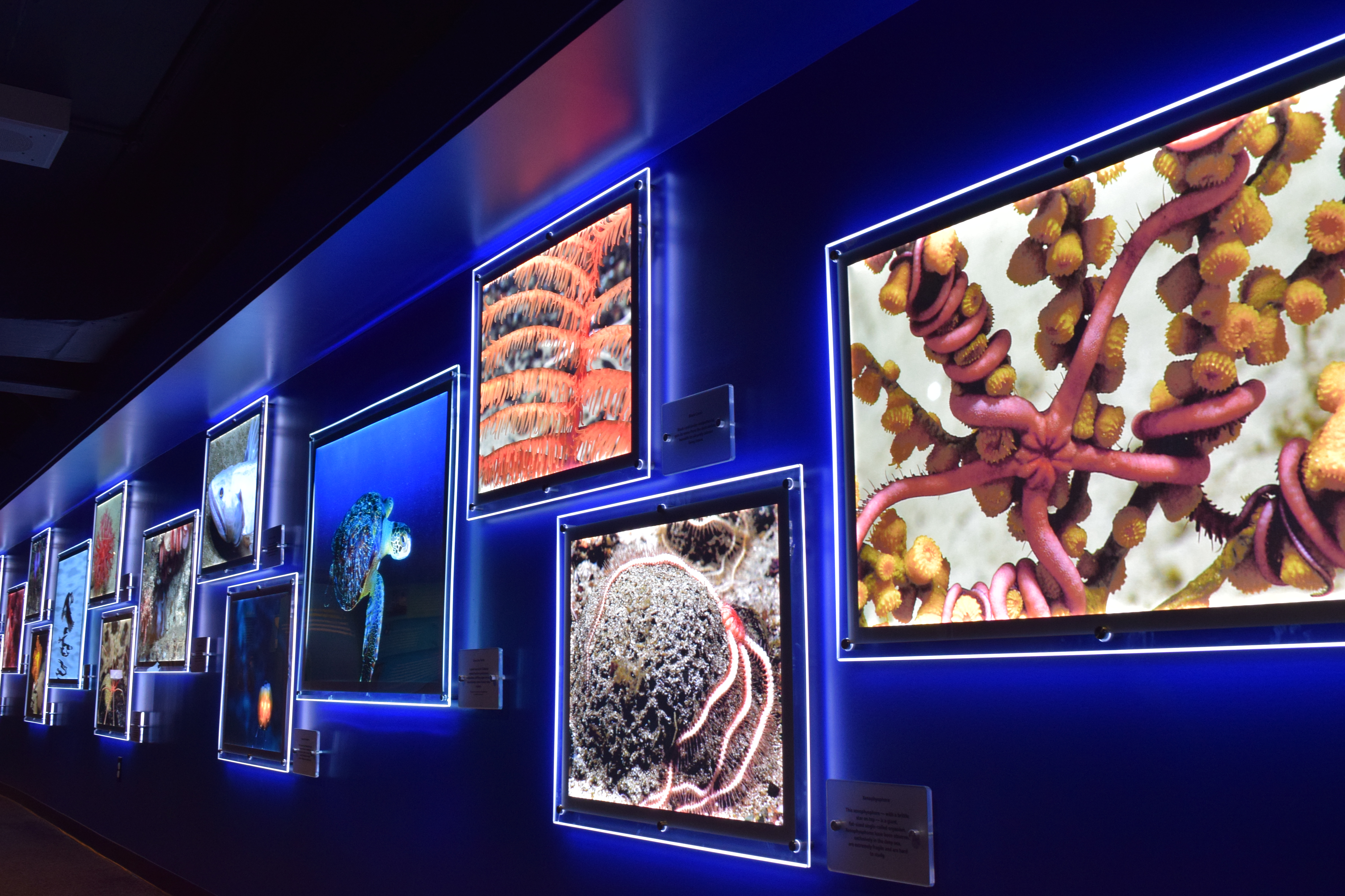 Exhibits - Mystic Aquarium
