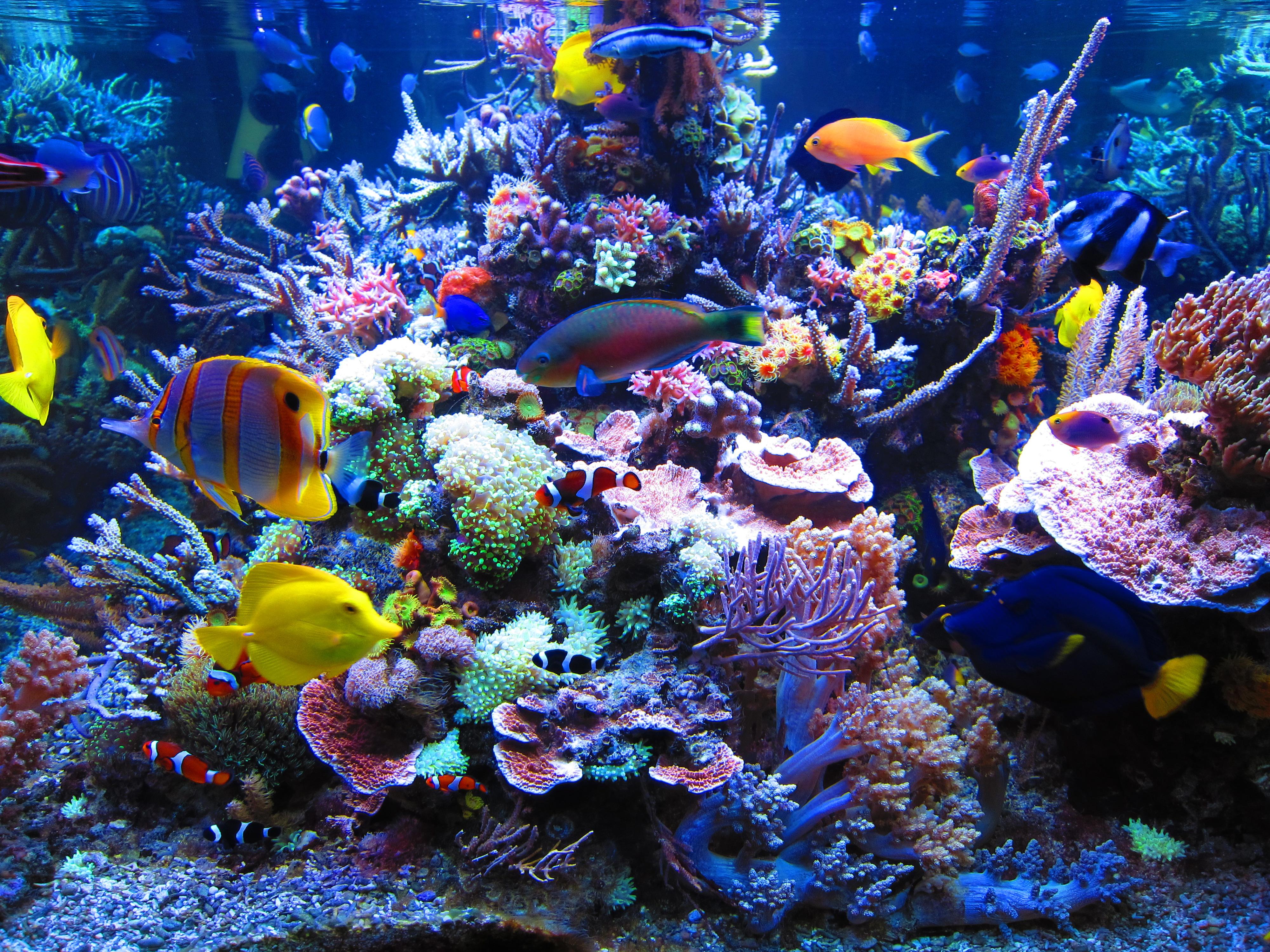 Dormero Hotel Rotes Ross Reef Aquarium | Reefland.com