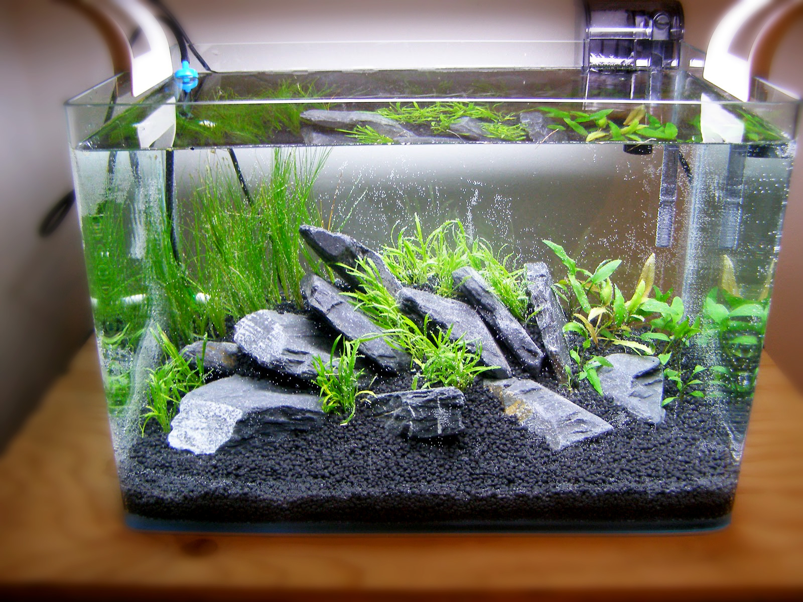 Setting Up Your Own Basic Planted Aquarium | Aquatic Mag