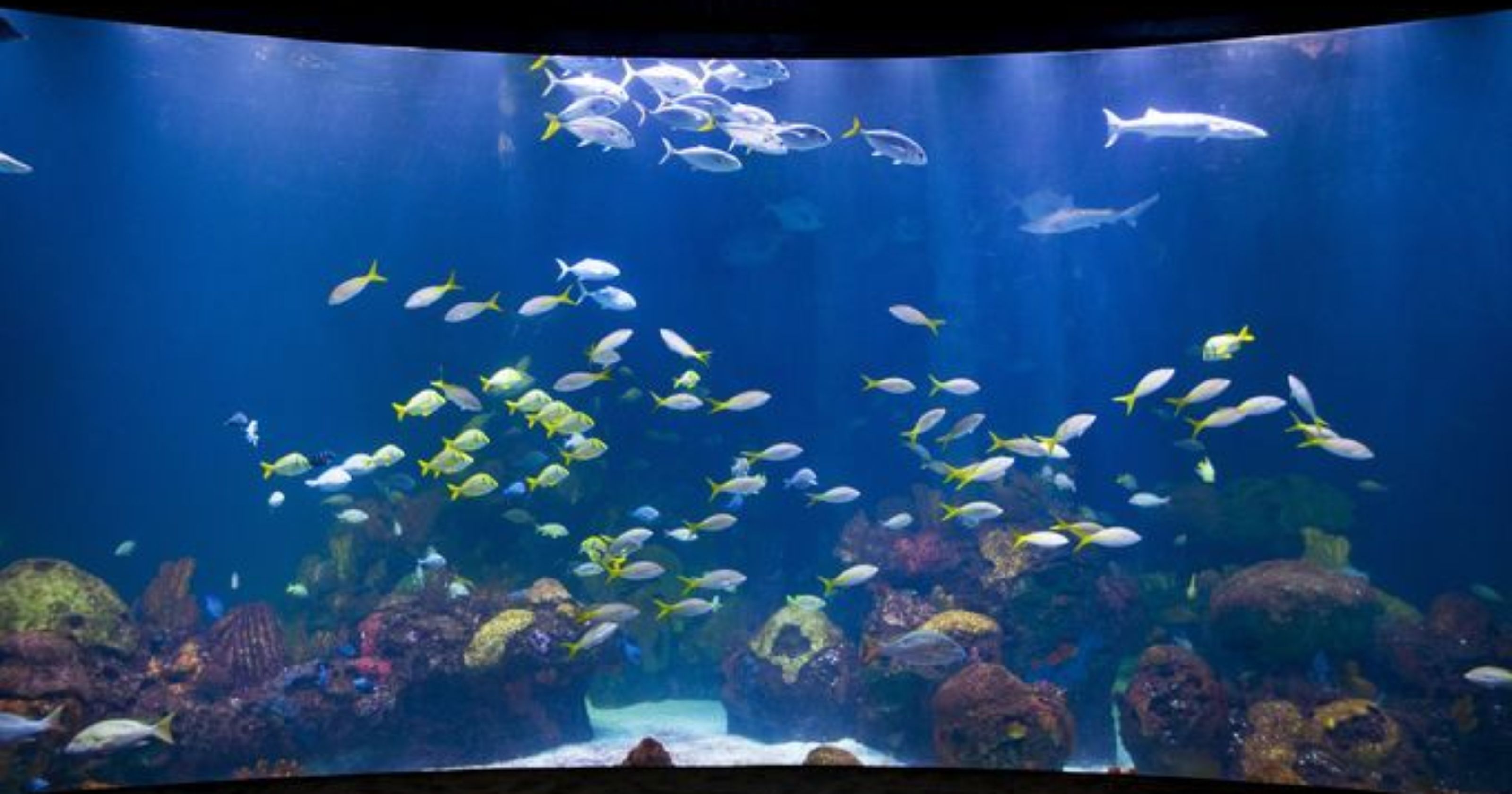 It's official: Bass Pro CEO Morris says WOW museum, aquarium now set ...