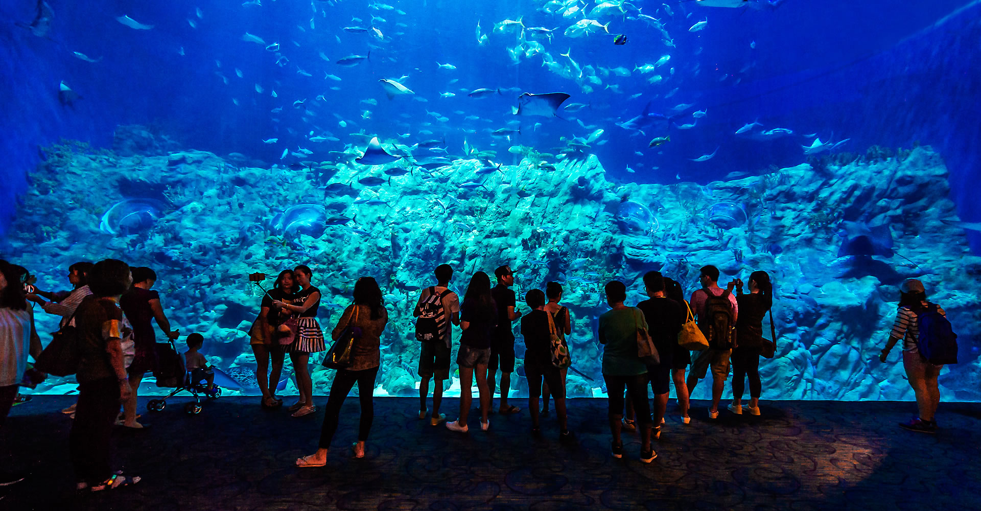 Grand Aquarium | Ocean Park Hong Kong