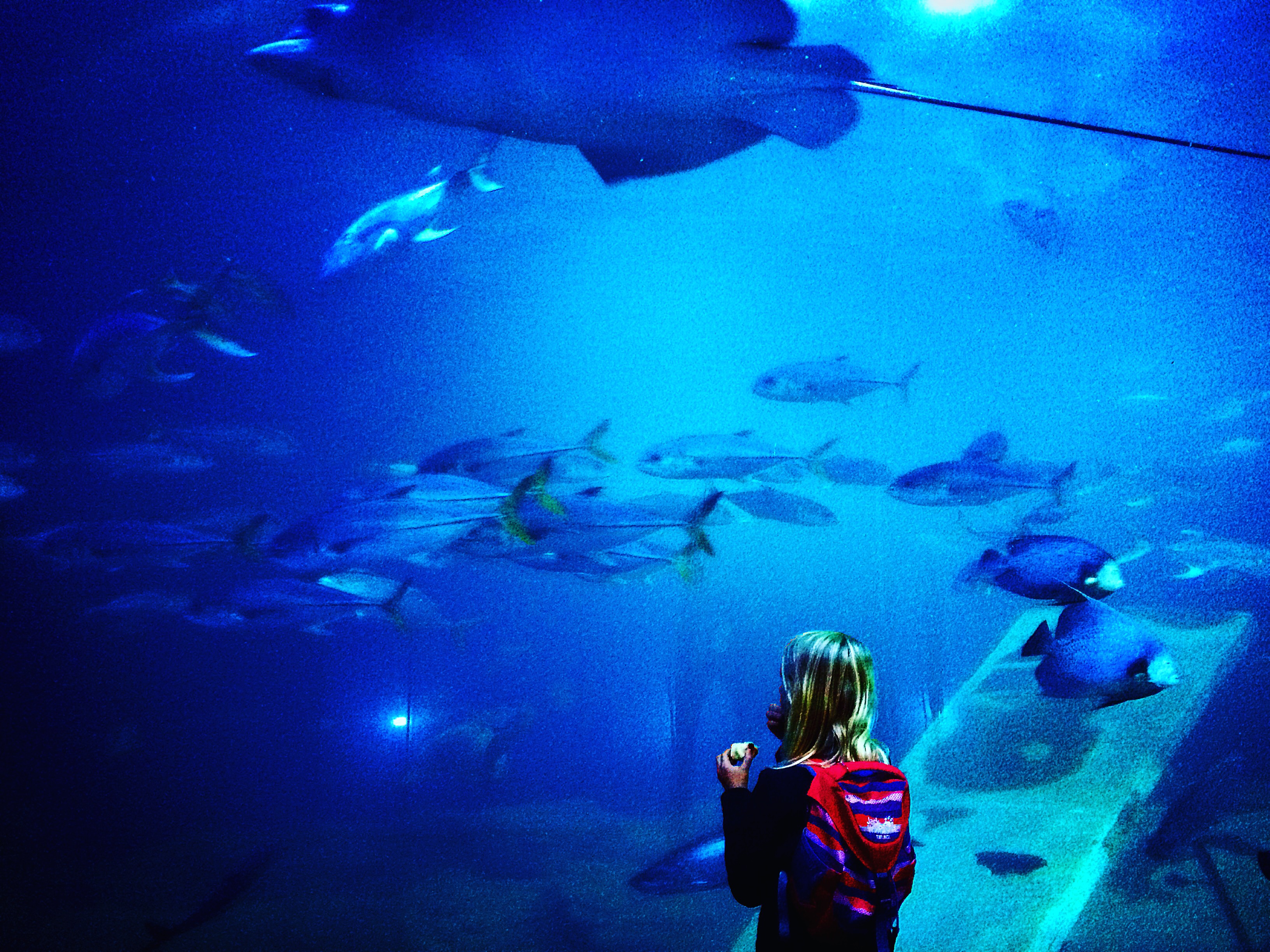 5 Reasons to Visit the National Marine Aquarium in Plymouth - The ...