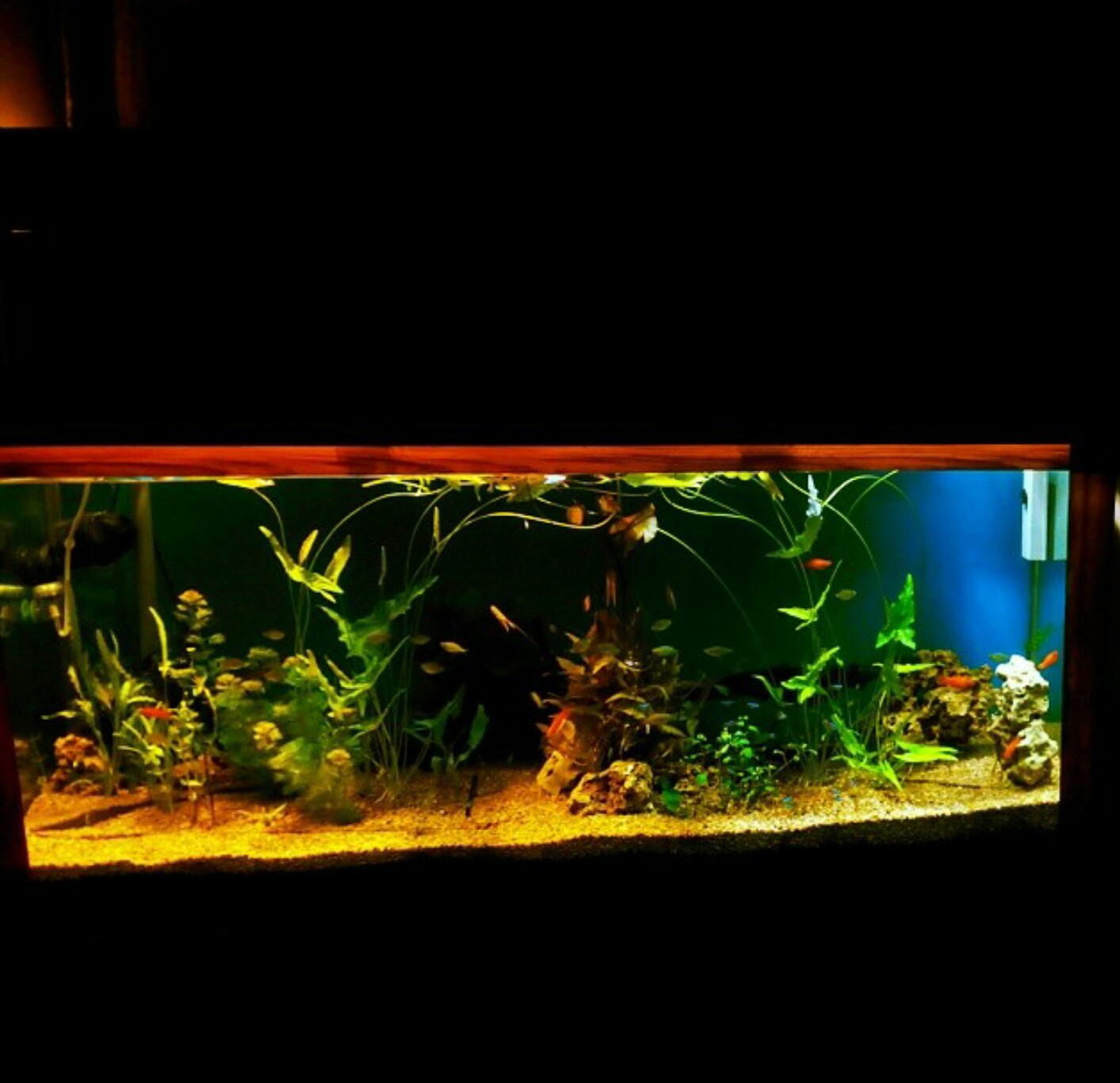 Setting up a Freshwater aquarium at your home in Delhi.
