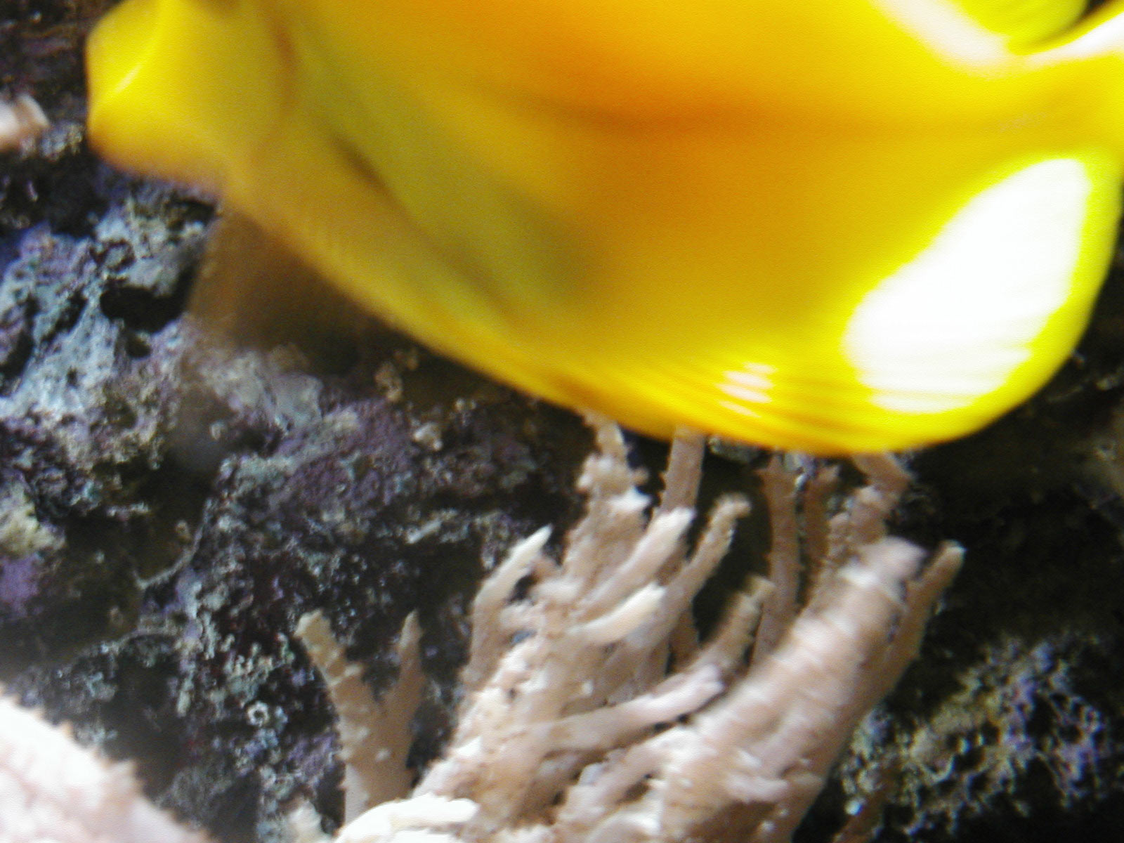 Aquarium, Colorfull, Fish, Sea, Sealife, HQ Photo