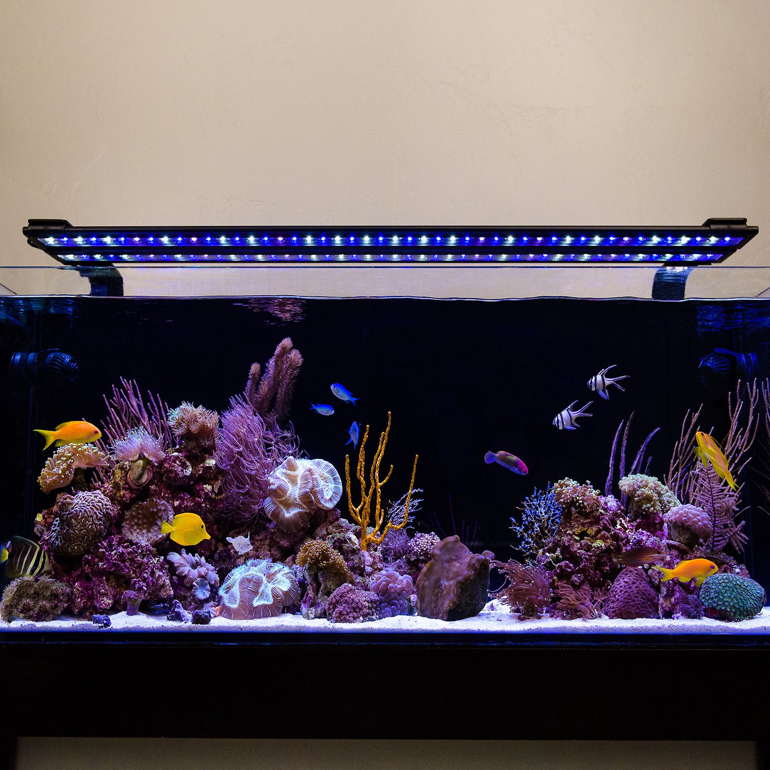 Current USA Orbit Marine IC LED Reef Aquarium Lighting System, 48 ...