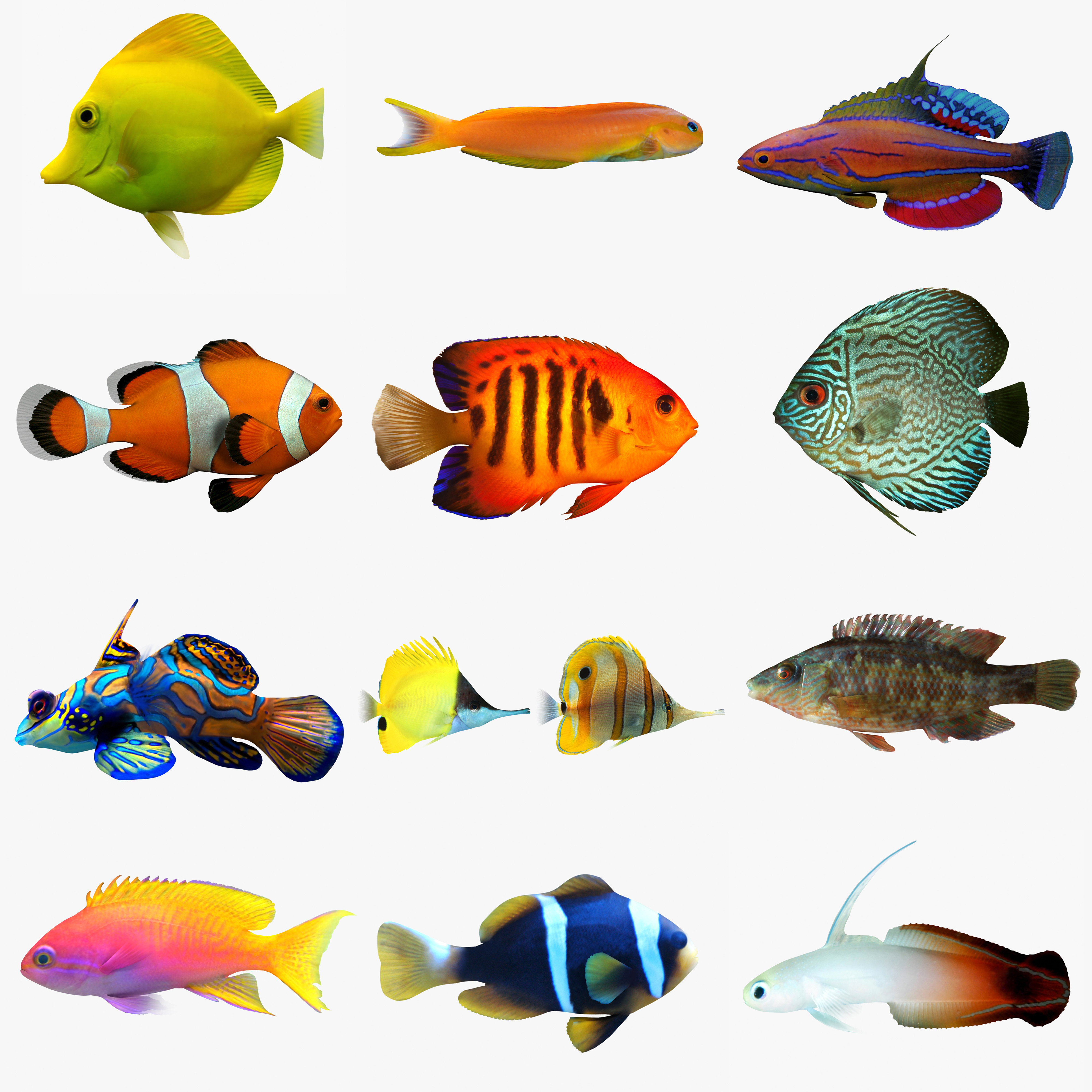 Different Types Of Aquarium Fish