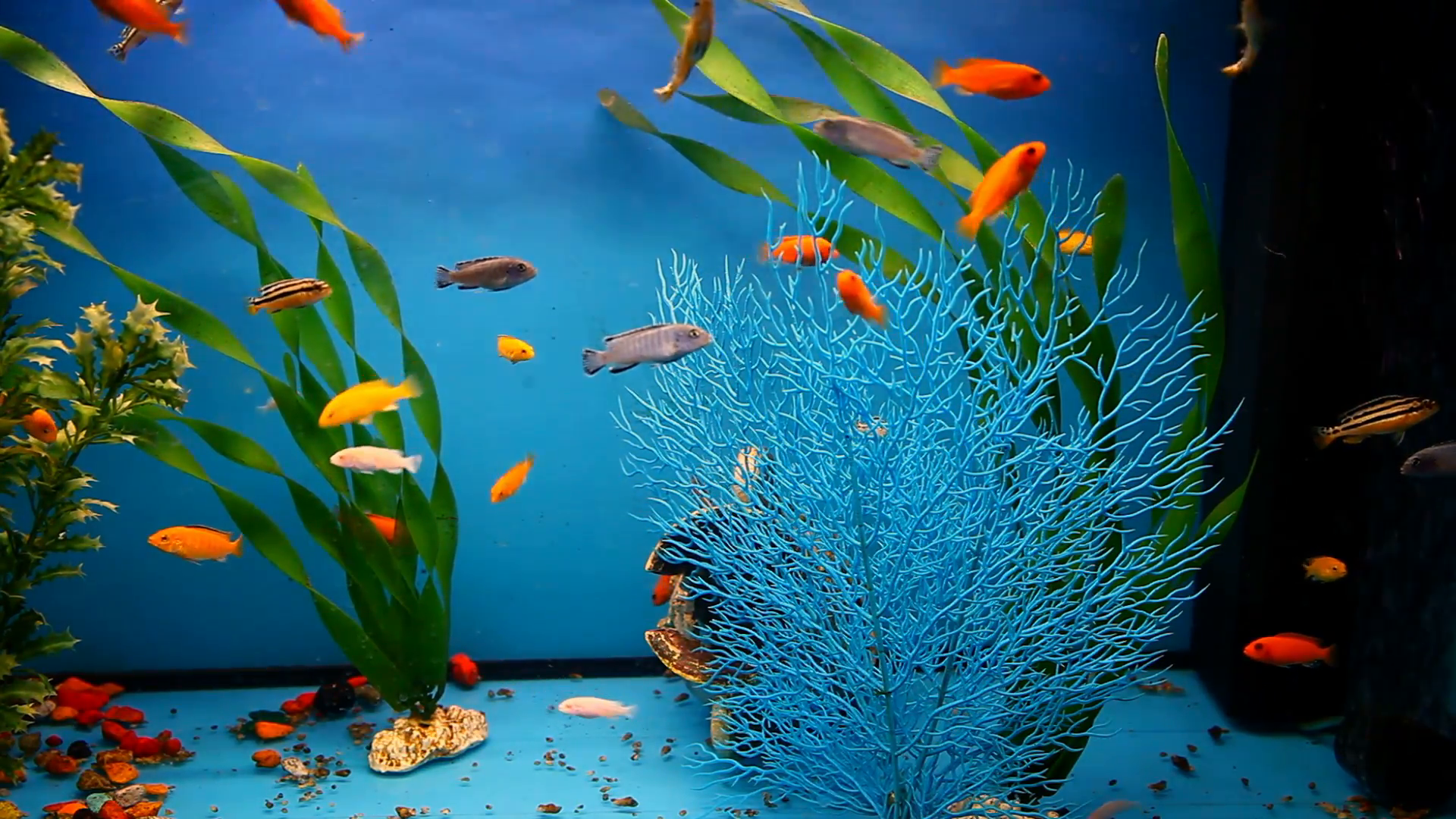 aquarium fish background blue calm swim grass saver video Stock ...
