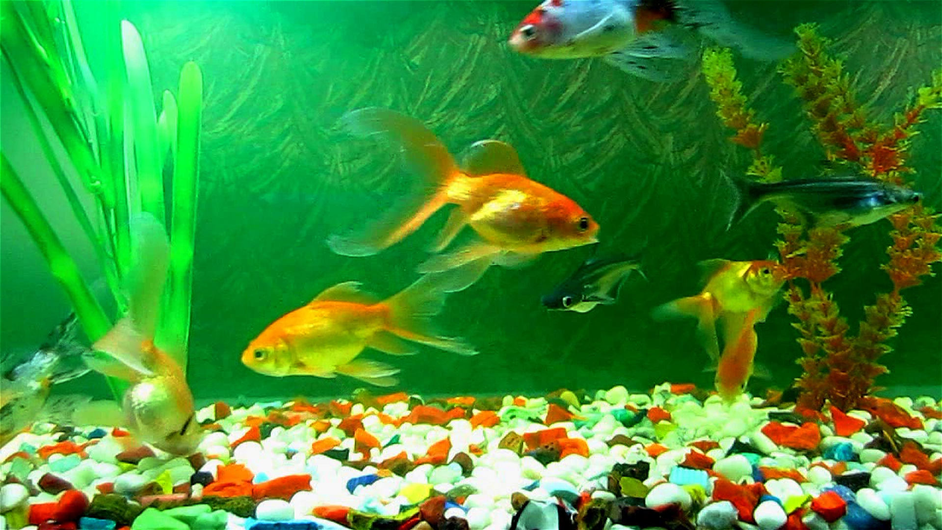 Rearing Colorful Freshwater Fish in Aquarium - Bhaskar's Farm