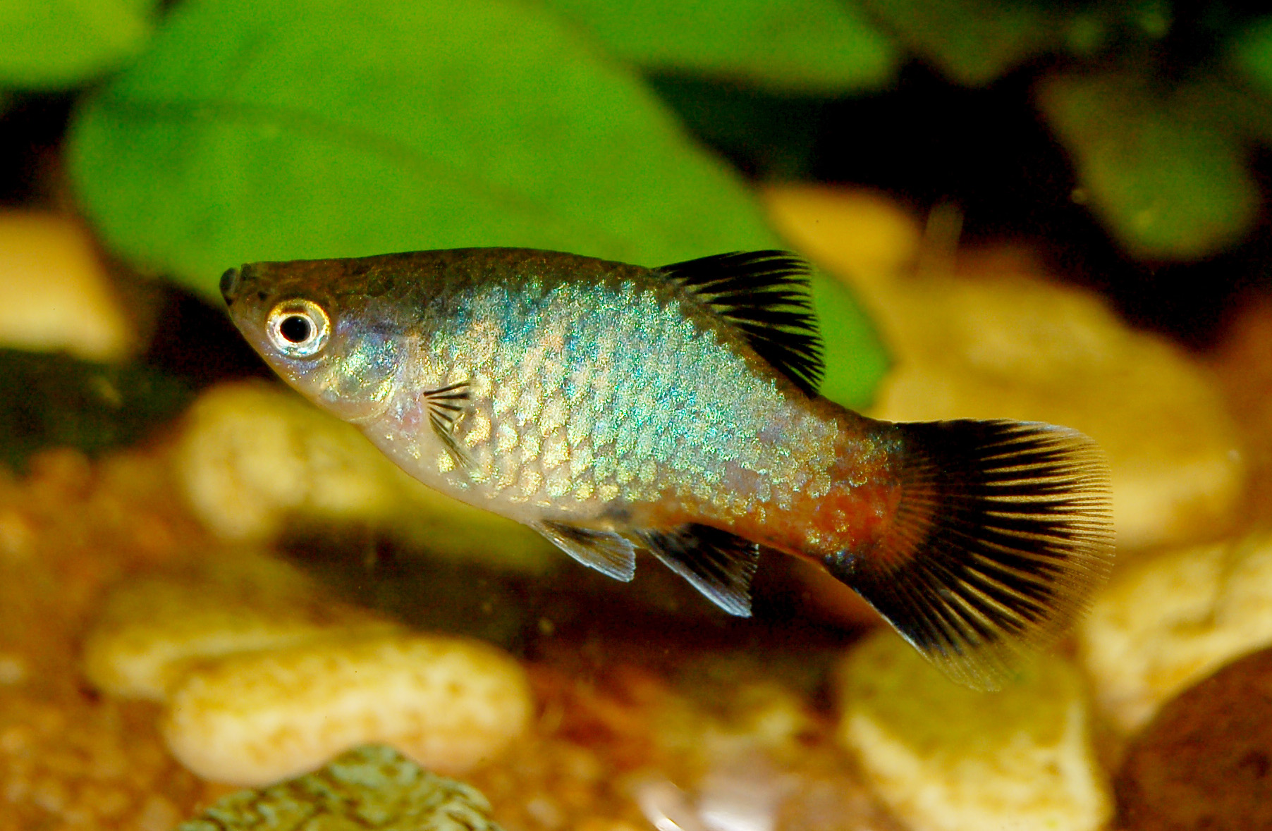 13 Best Freshwater Fish For Your Home Aquarium | Fish Keeping Advice