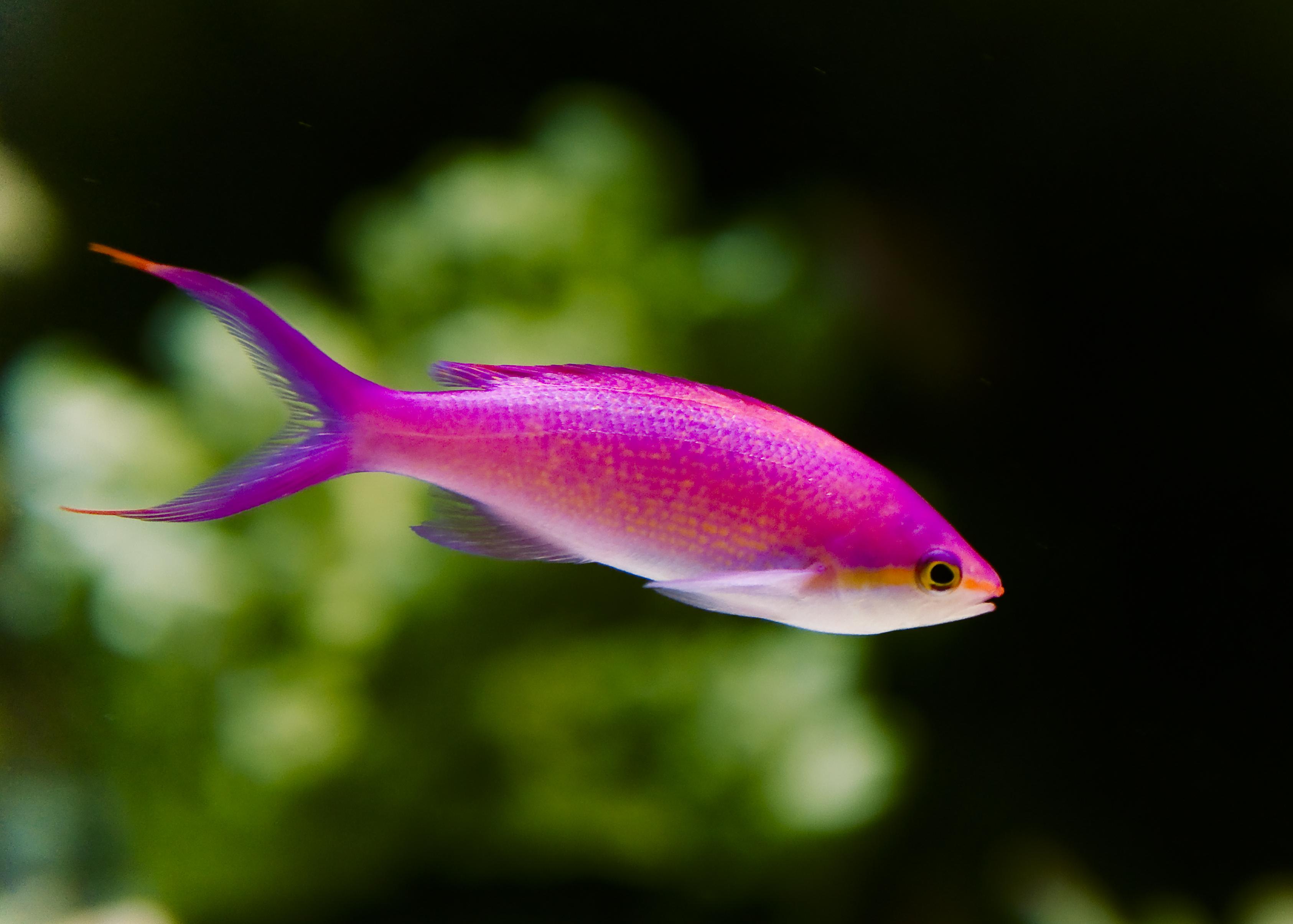 Clipart aquarium fish : Fish